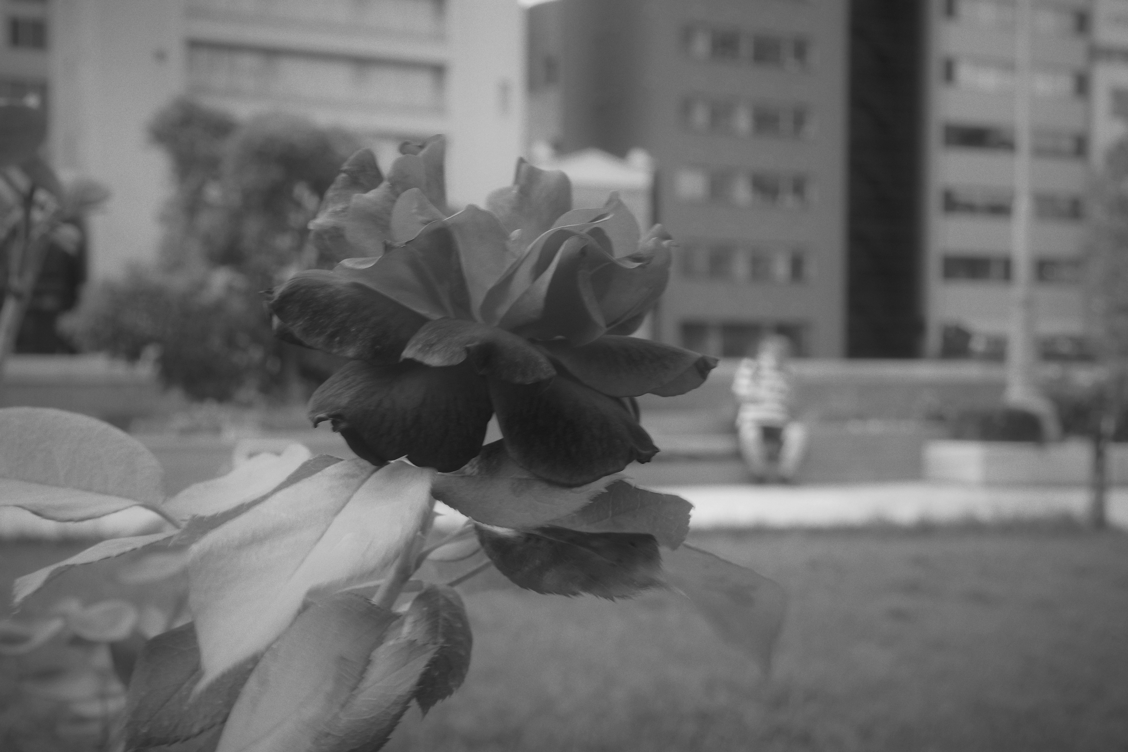 Una flor en primer plano con un fondo borroso en blanco y negro de un parque