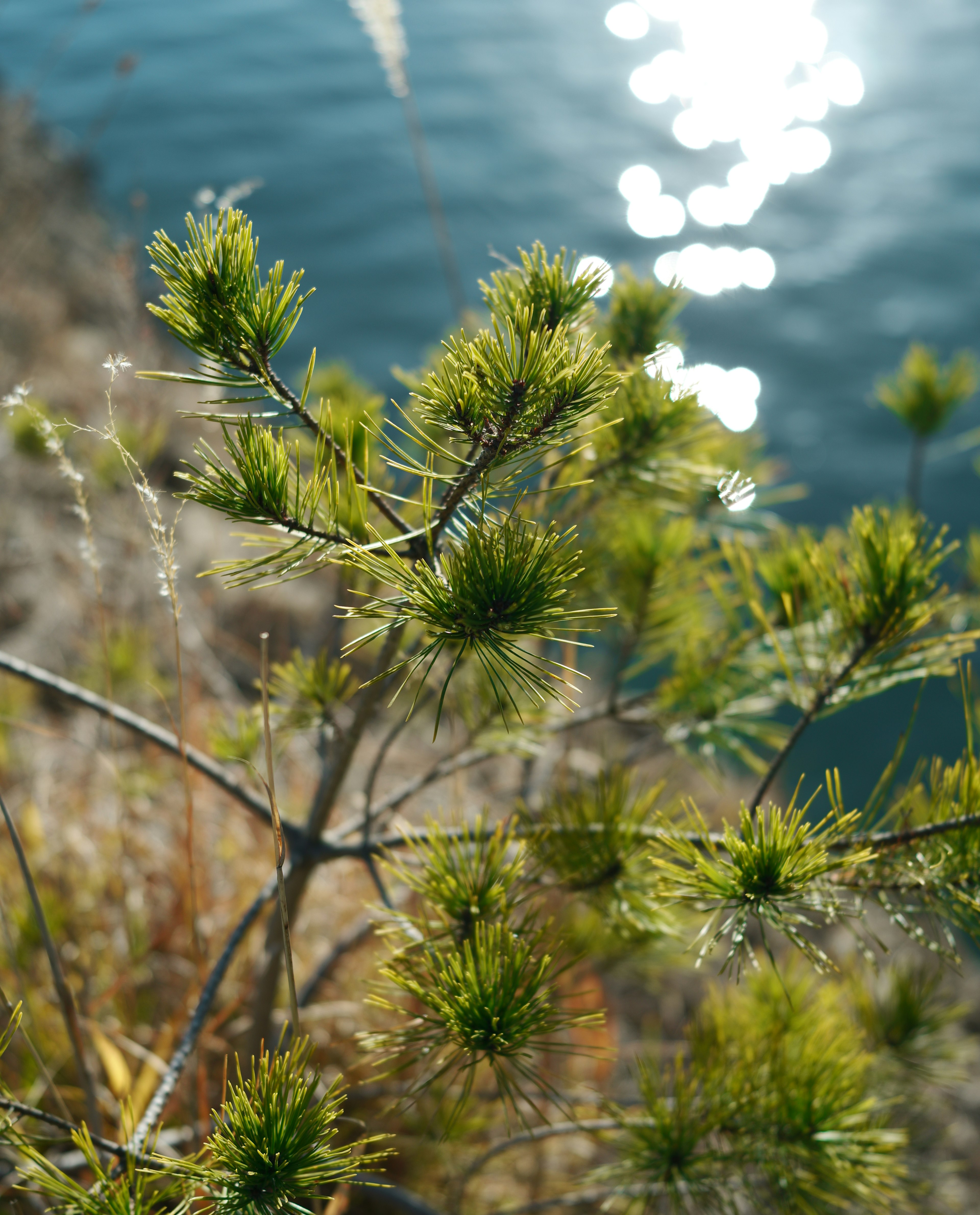 Gros plan d'une plante verte avec des reflets de lumière sur l'eau en arrière-plan