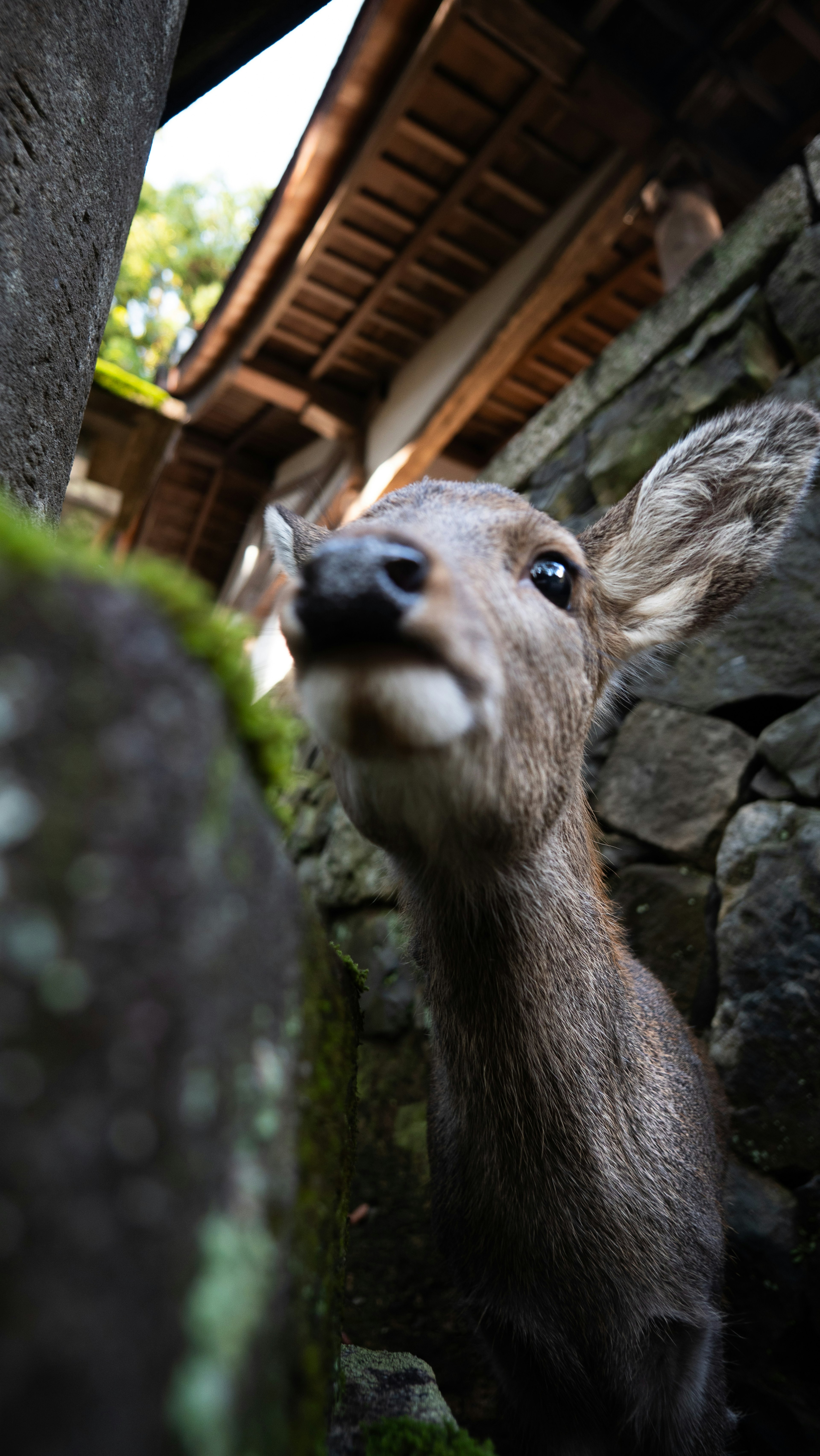 鹿が石の隙間から顔を出している写真