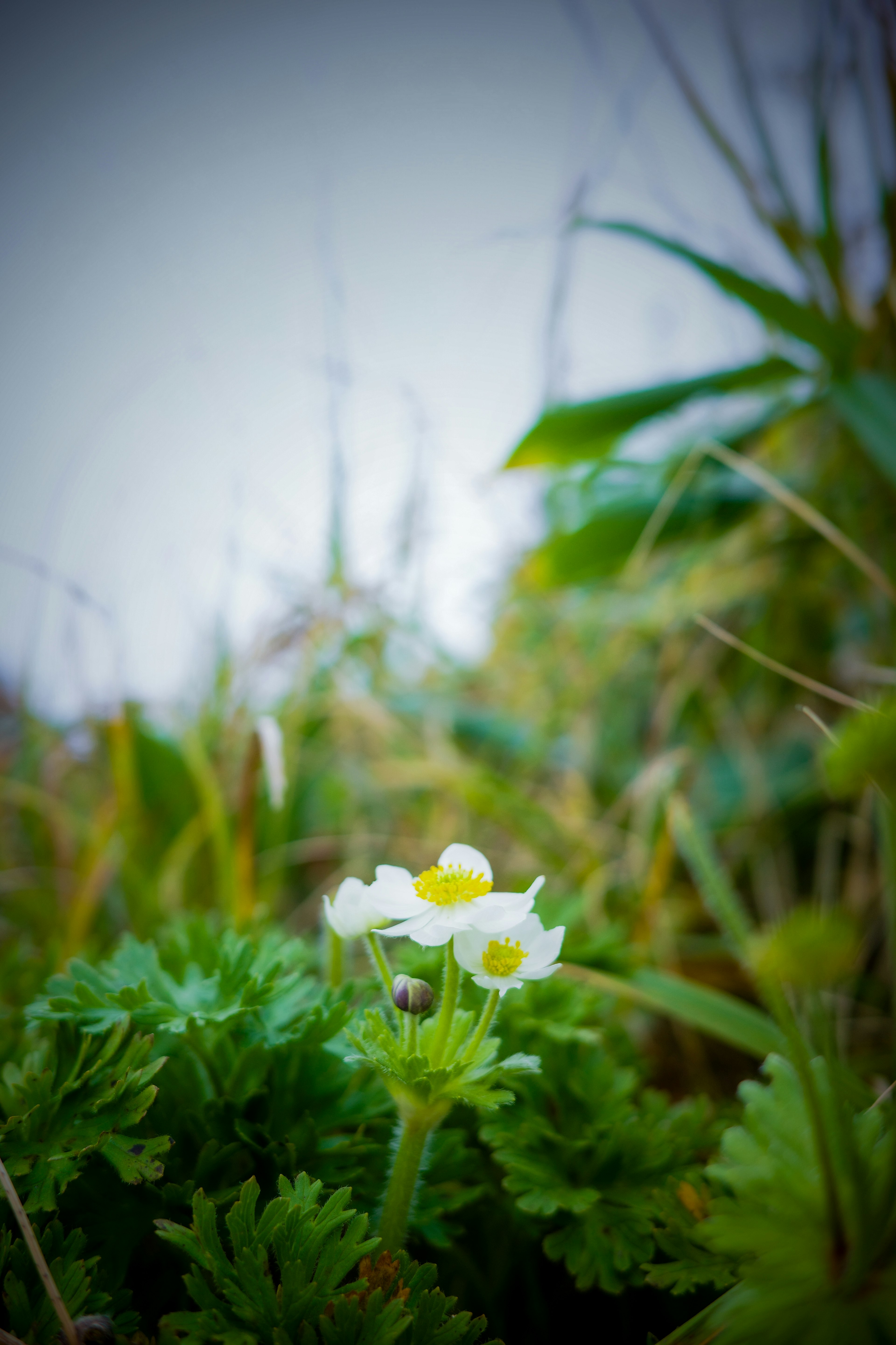 A close-up of a white flower with a yellow center surrounded by green foliage