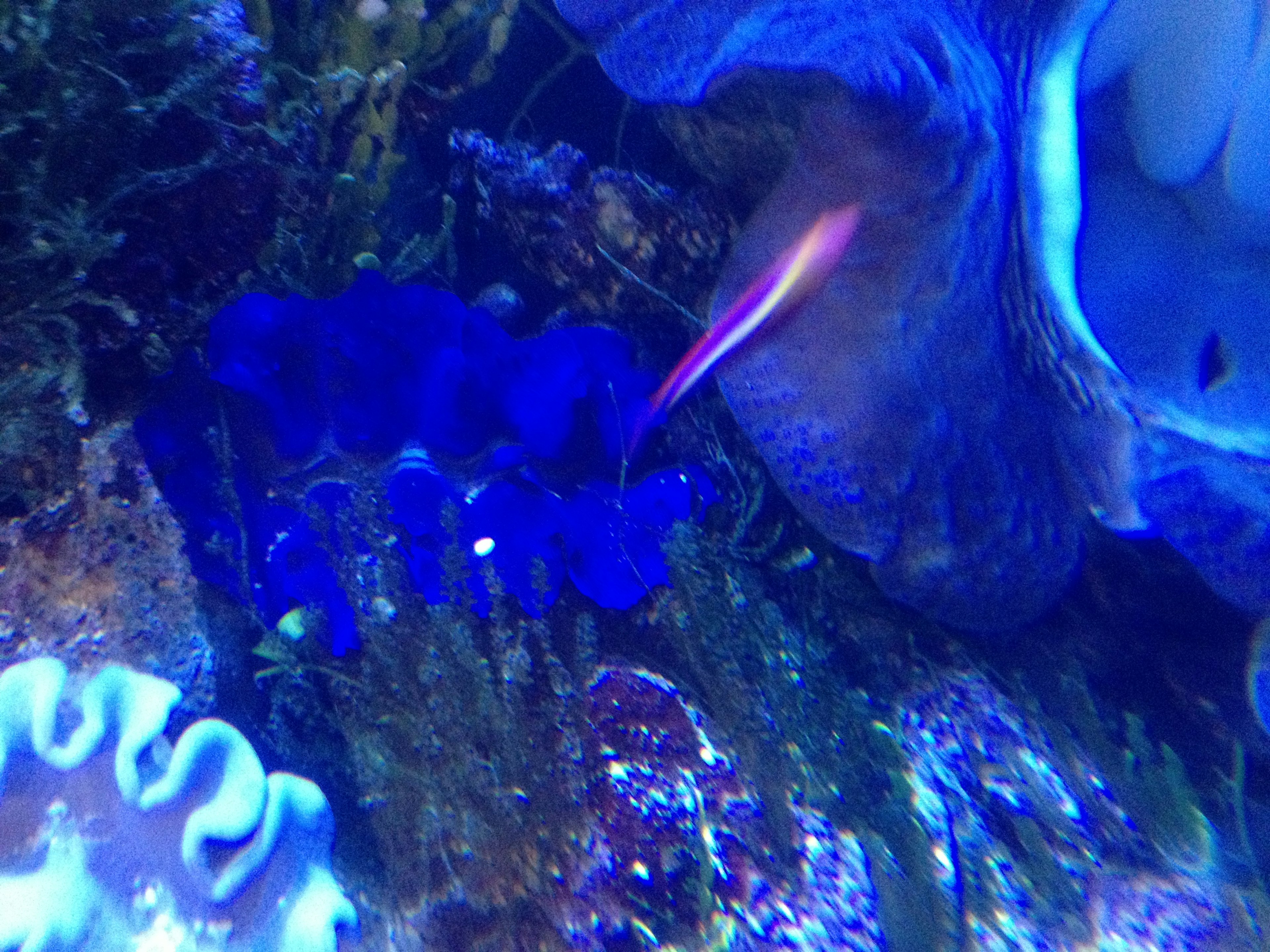 Underwater scene featuring blue marine creatures coexisting with surrounding seaweed