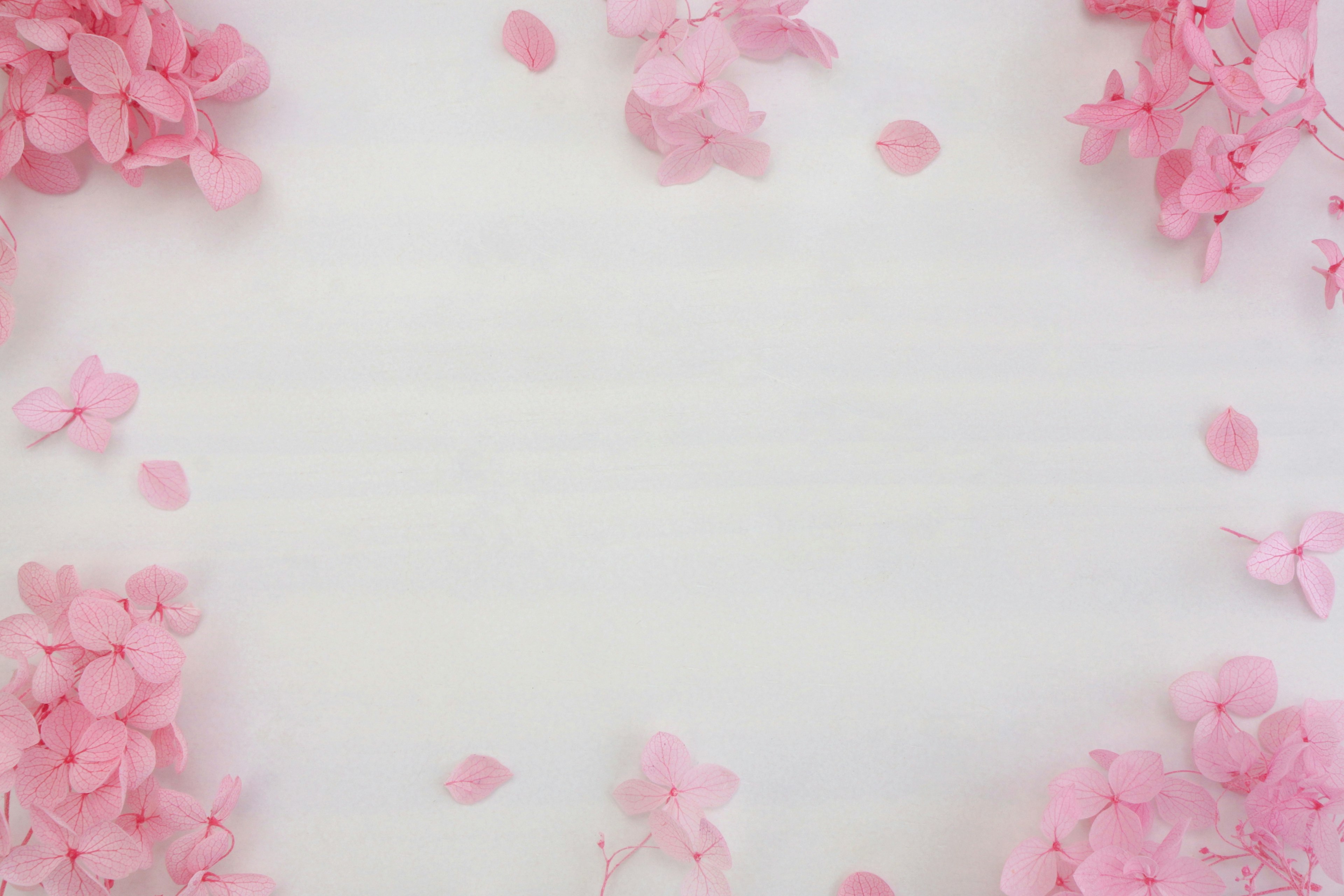 Delicate pink flower petals scattered around a simple white background