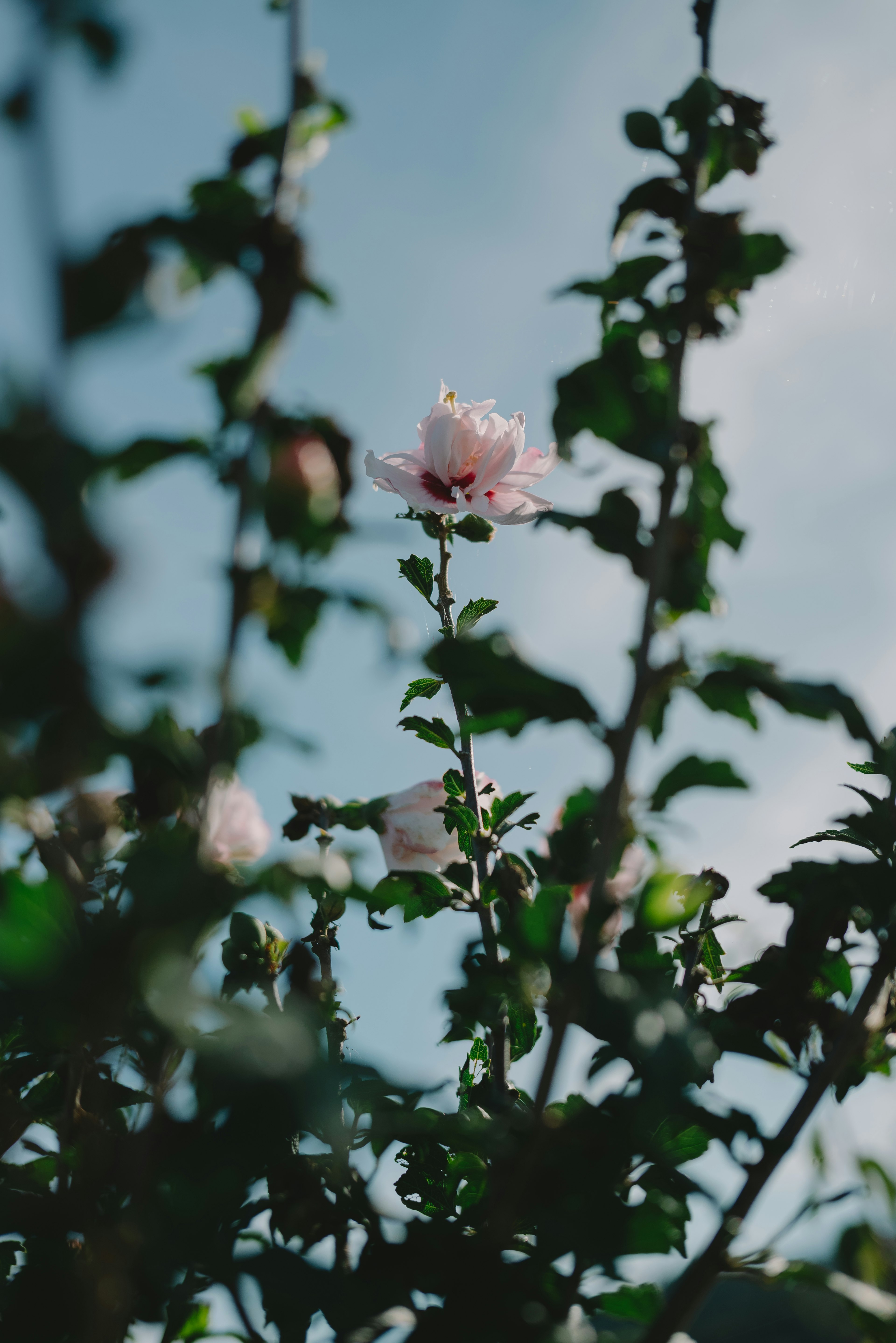 A pink flower blooming against a blue sky with green leaves