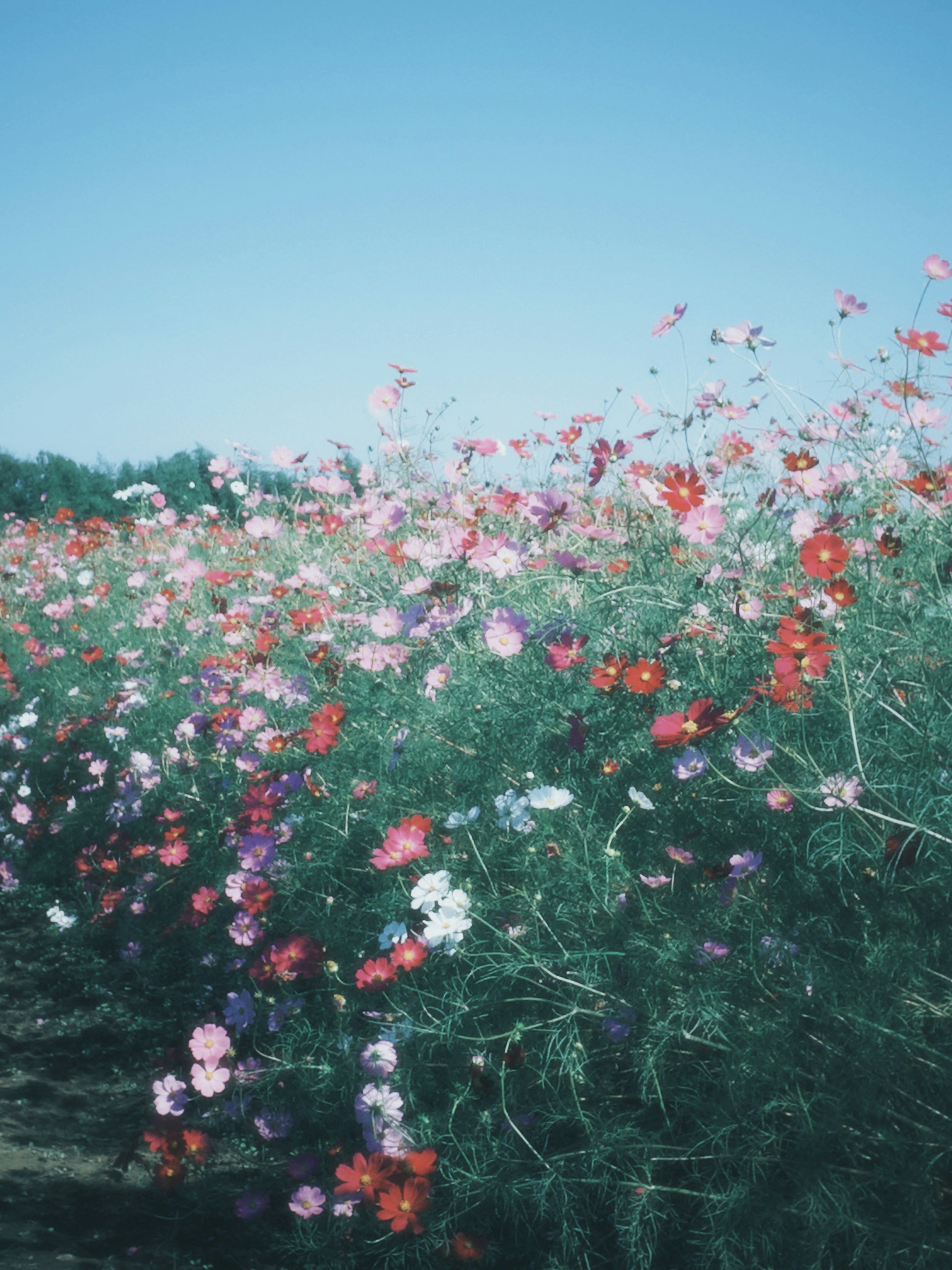 青空の下に広がる色とりどりの花畑