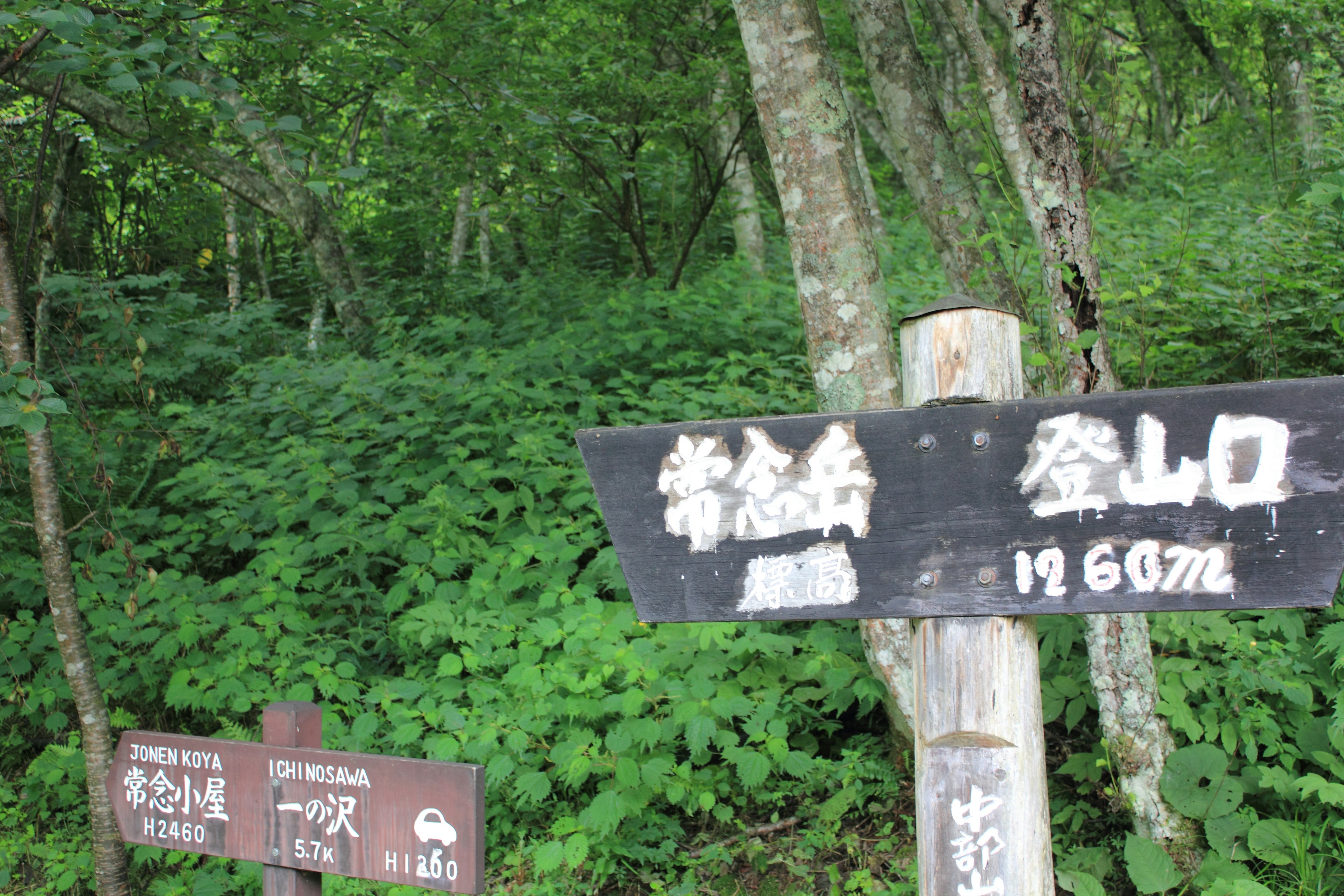 Trailhead sign in a lush green forest