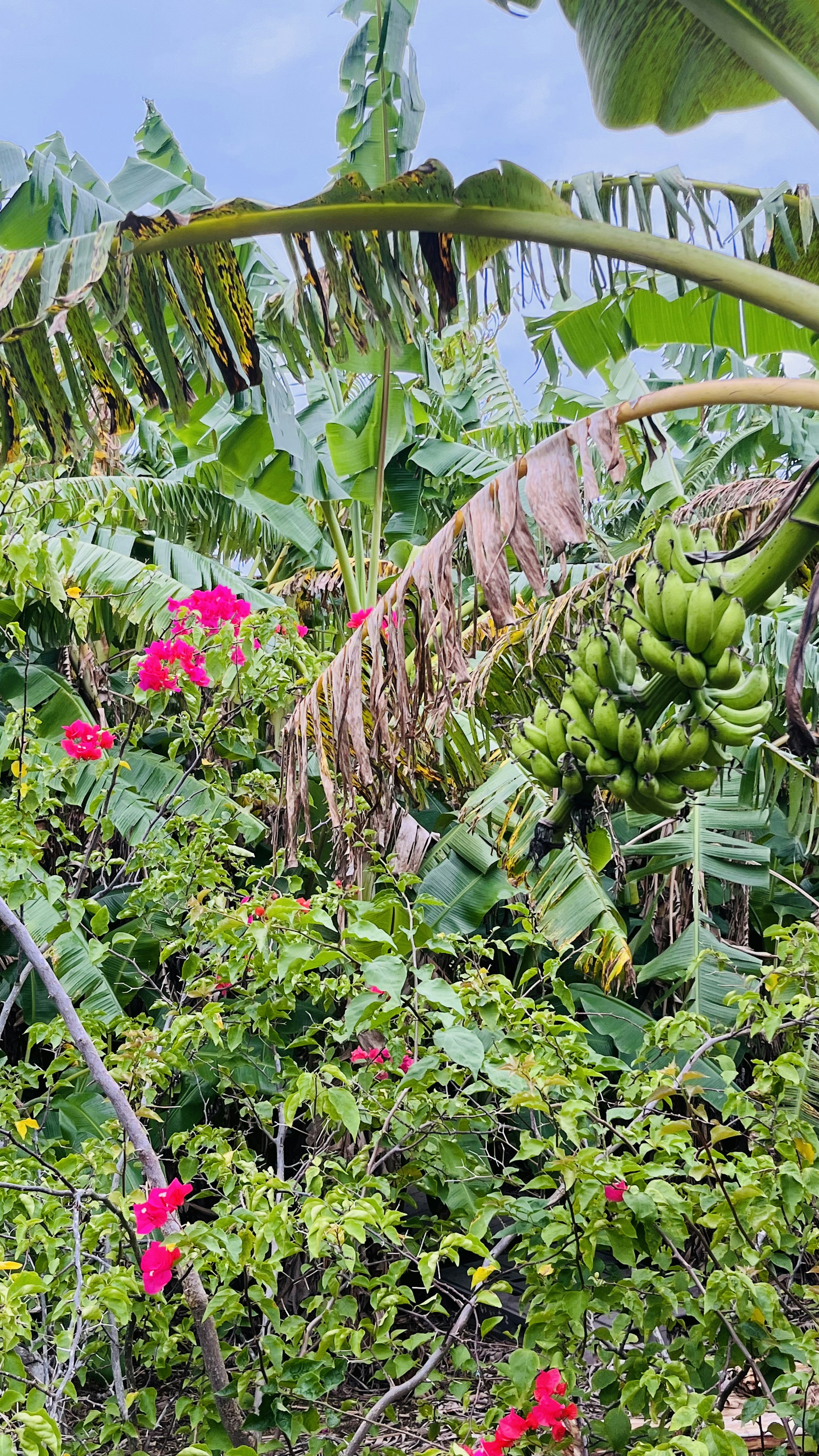 Végétation luxuriante avec des fleurs rouges et une grappe de bananes visible