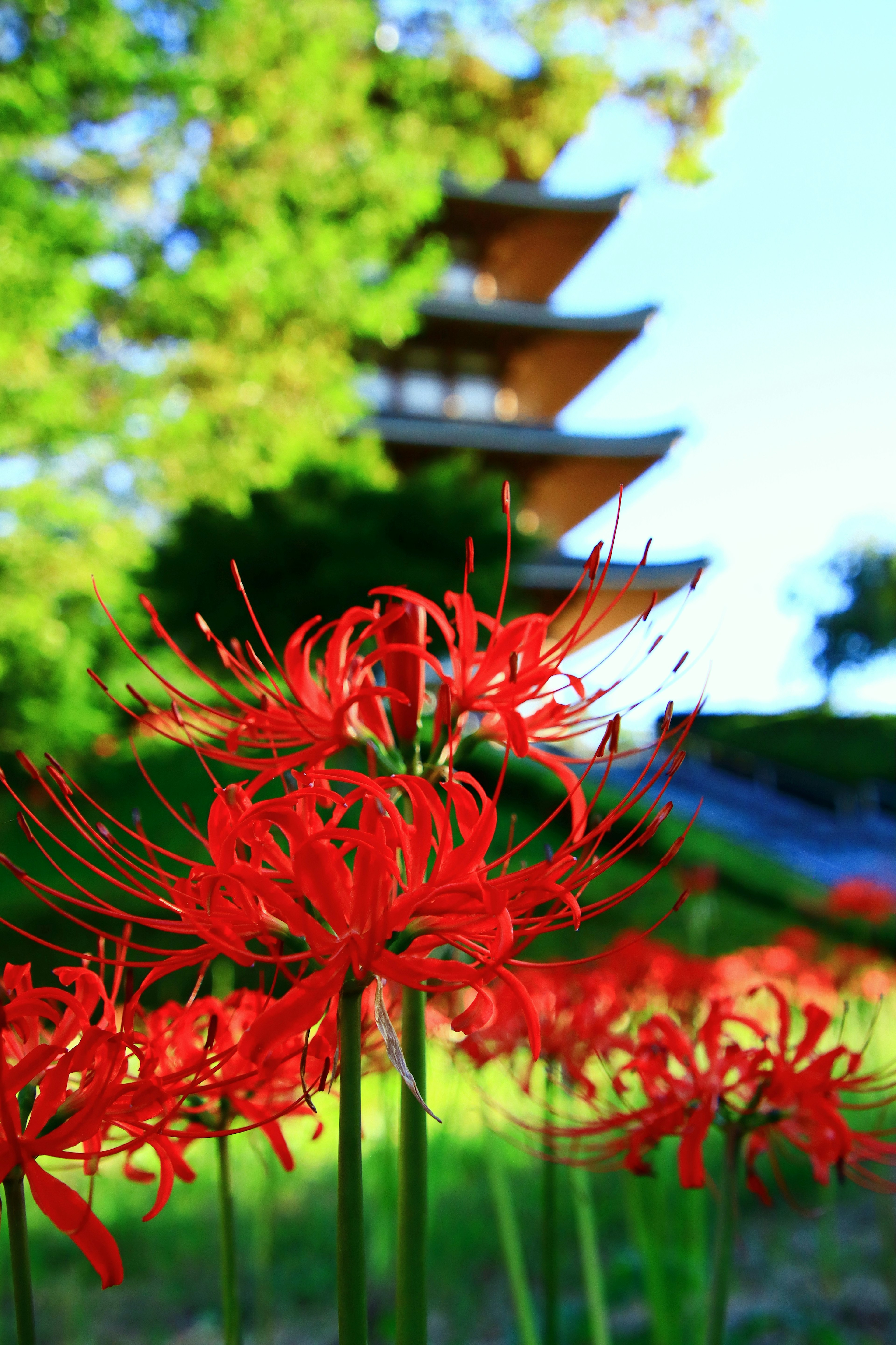 Lys araignées rouges avec une pagode en arrière-plan