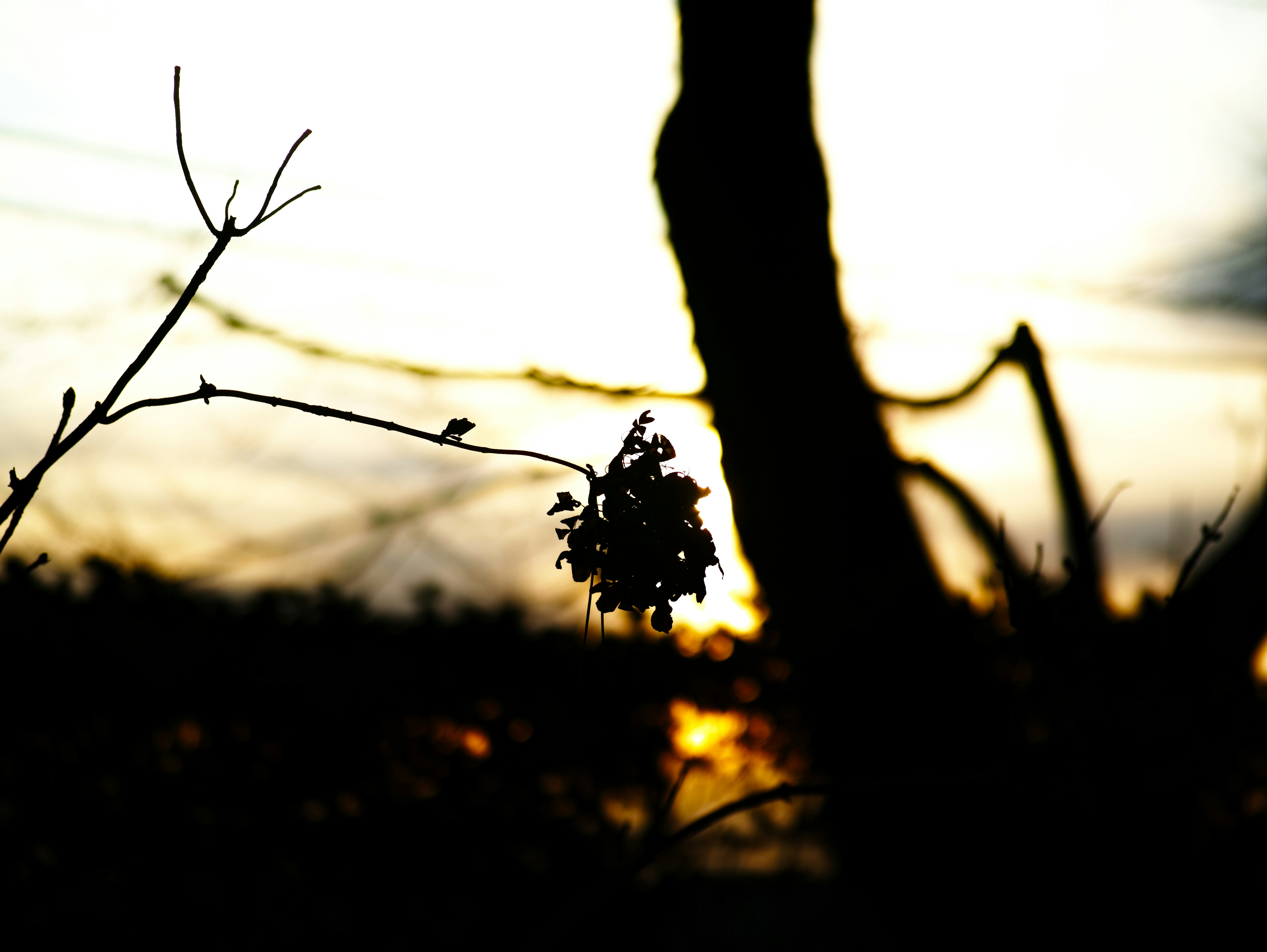 Silhouette d'une plante et de branches contre un coucher de soleil