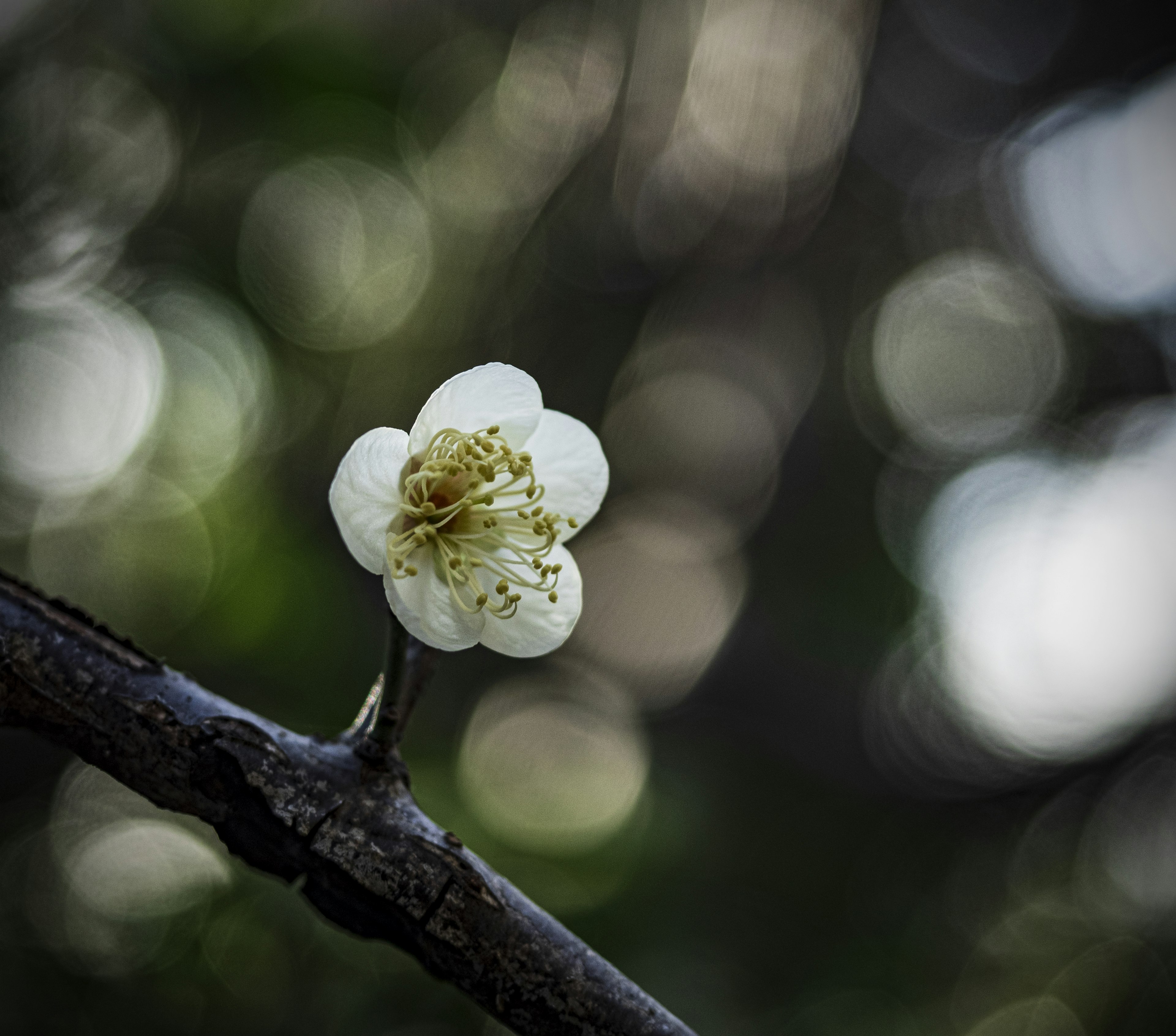 Eine weiße Blume blüht an einem Zweig mit verschwommenem Hintergrund