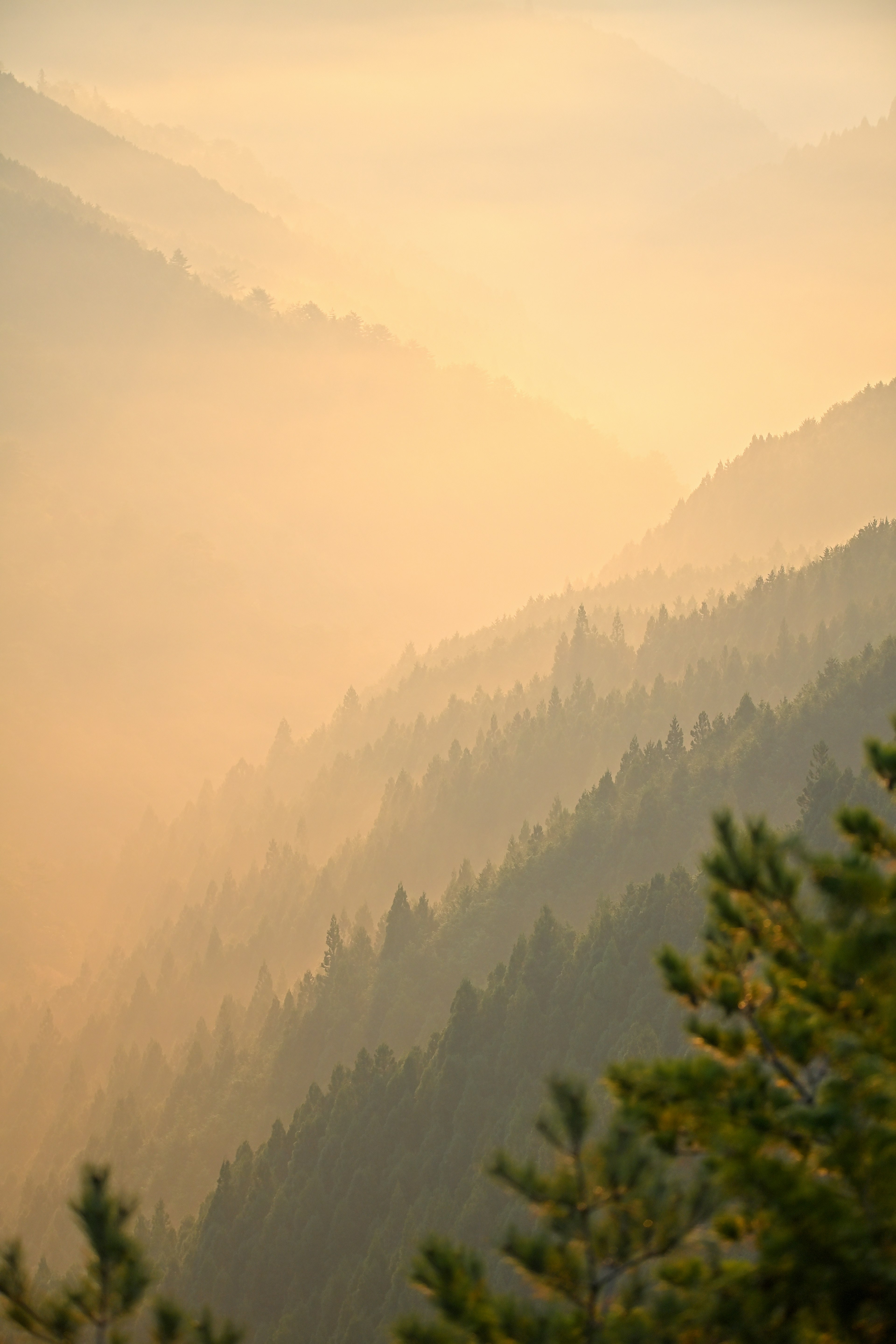 Paysage magnifique de montagnes enveloppées de brume