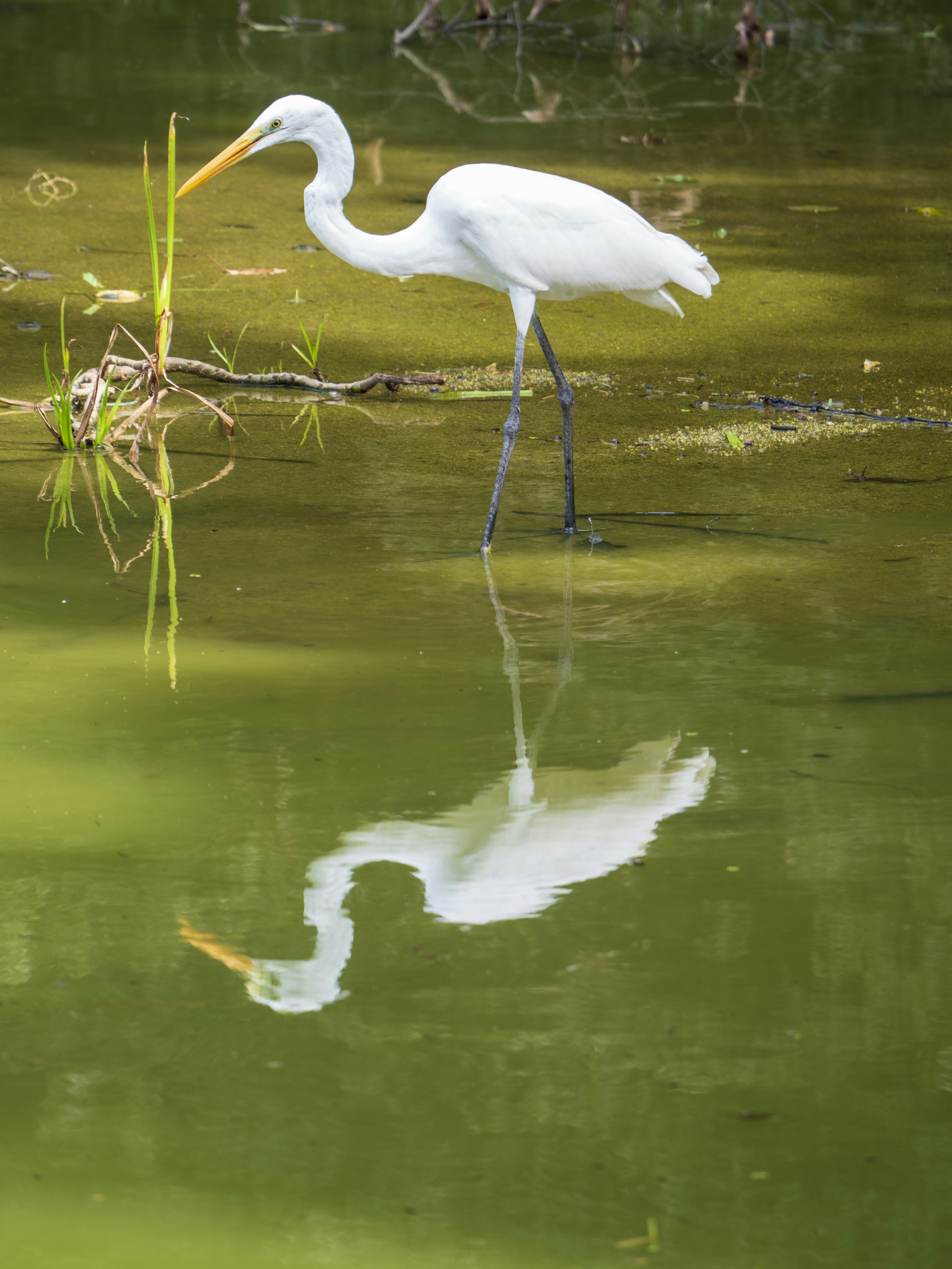 Un airone bianco in piedi vicino all'acqua con il suo riflesso