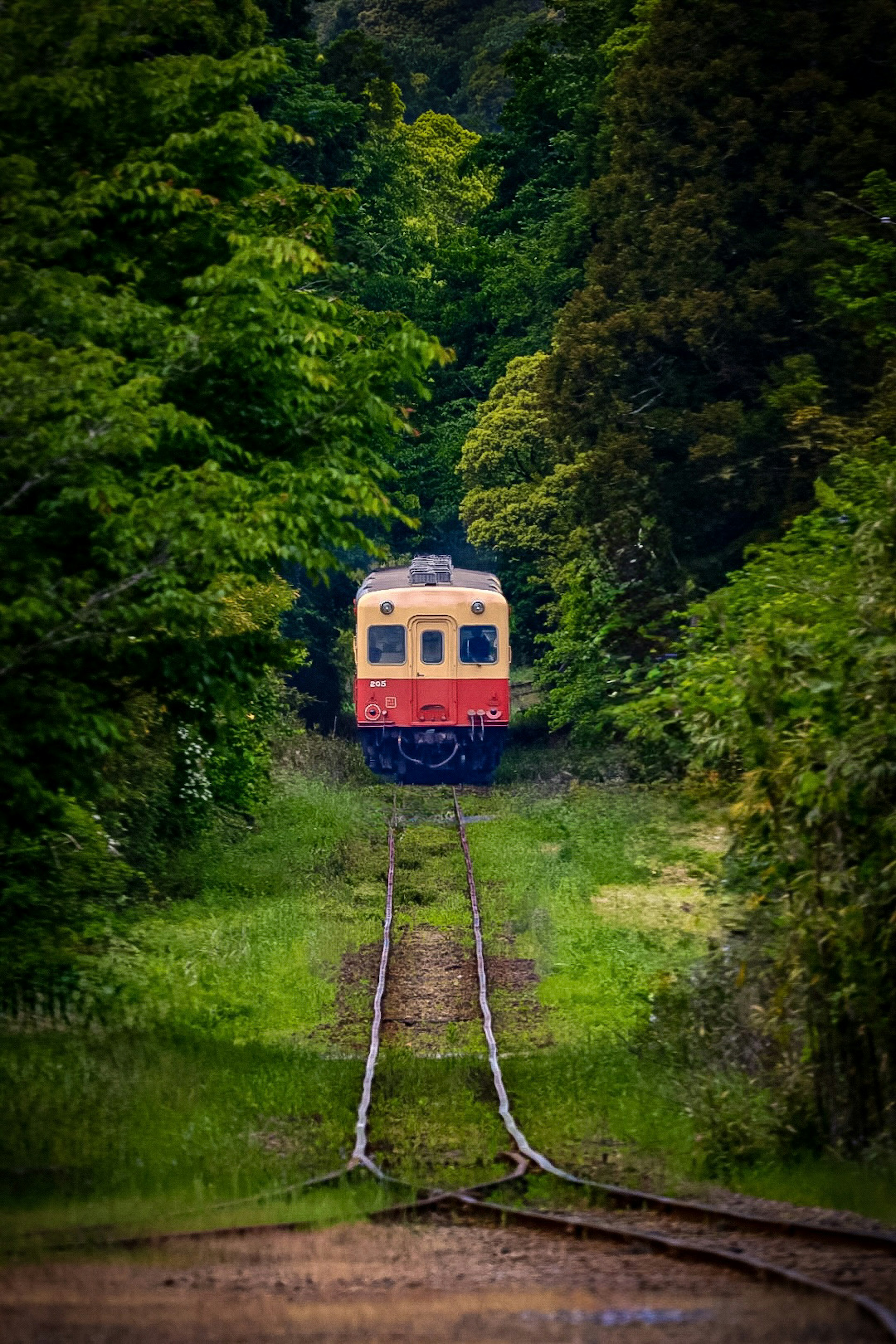 Un tren amarillo y rojo que circula por un paisaje verde