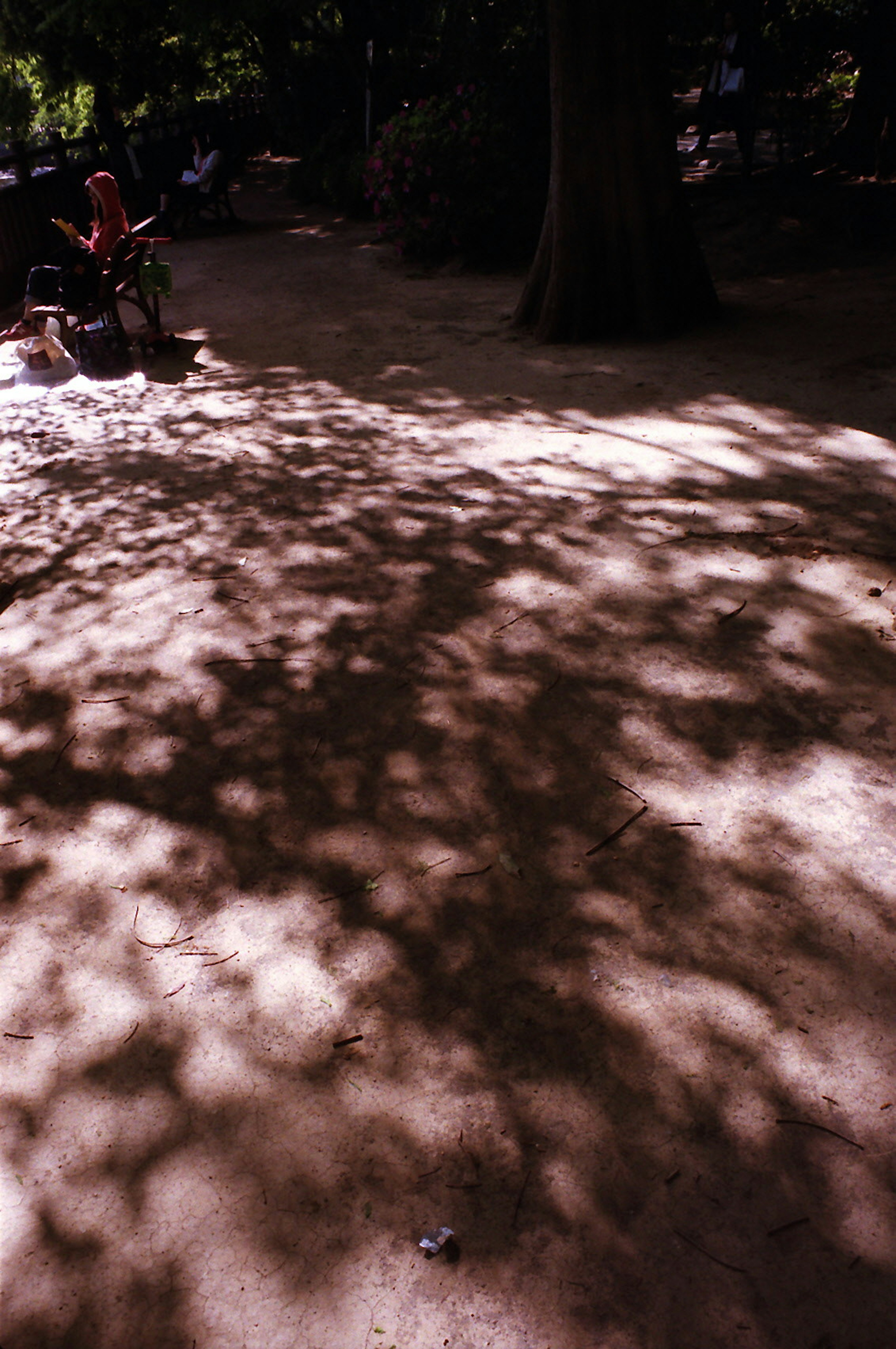 Contraste de sombras y luz en el suelo bajo un árbol