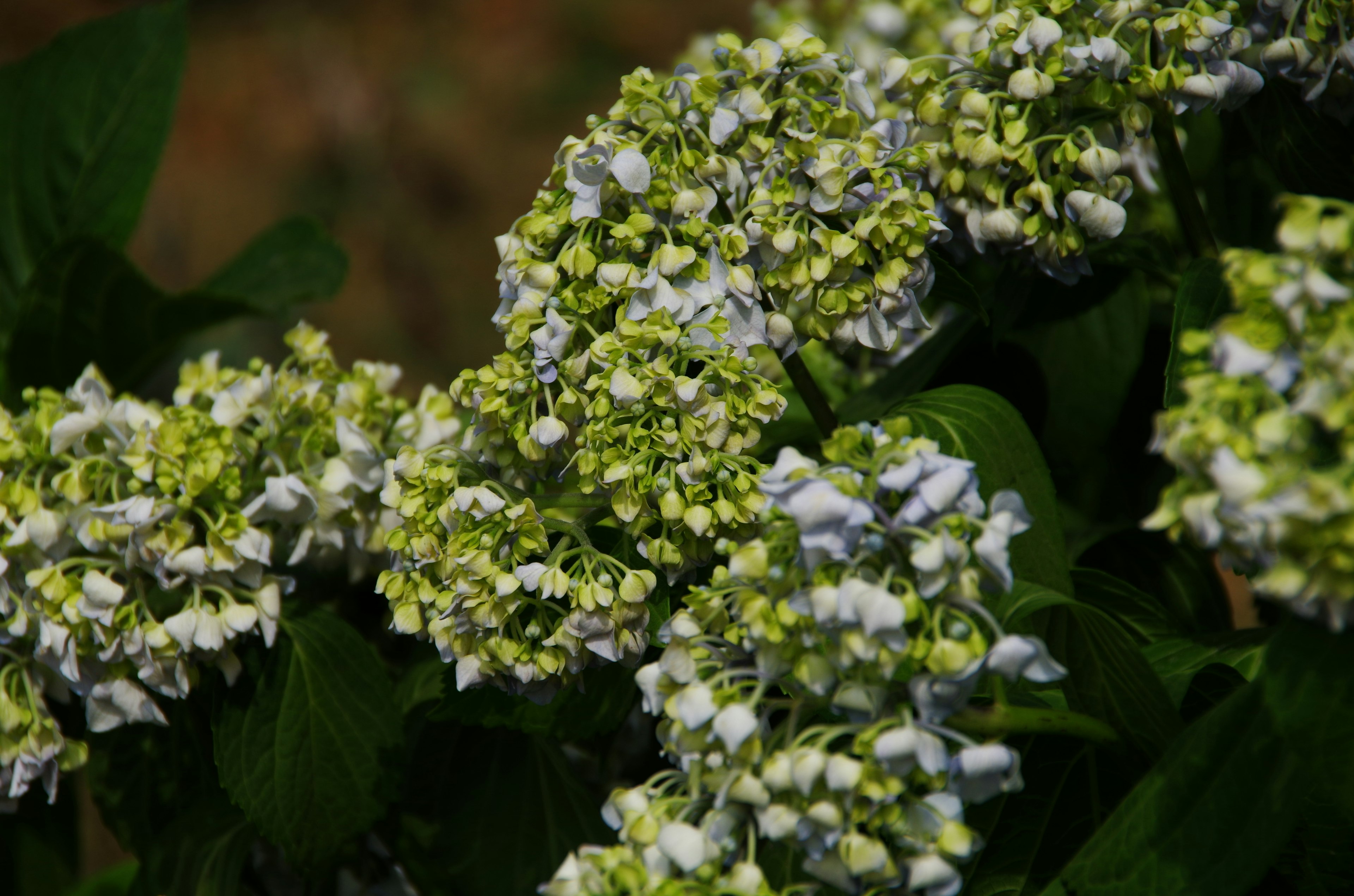 Cluster of blooming hydrangea flowers in green and white hues