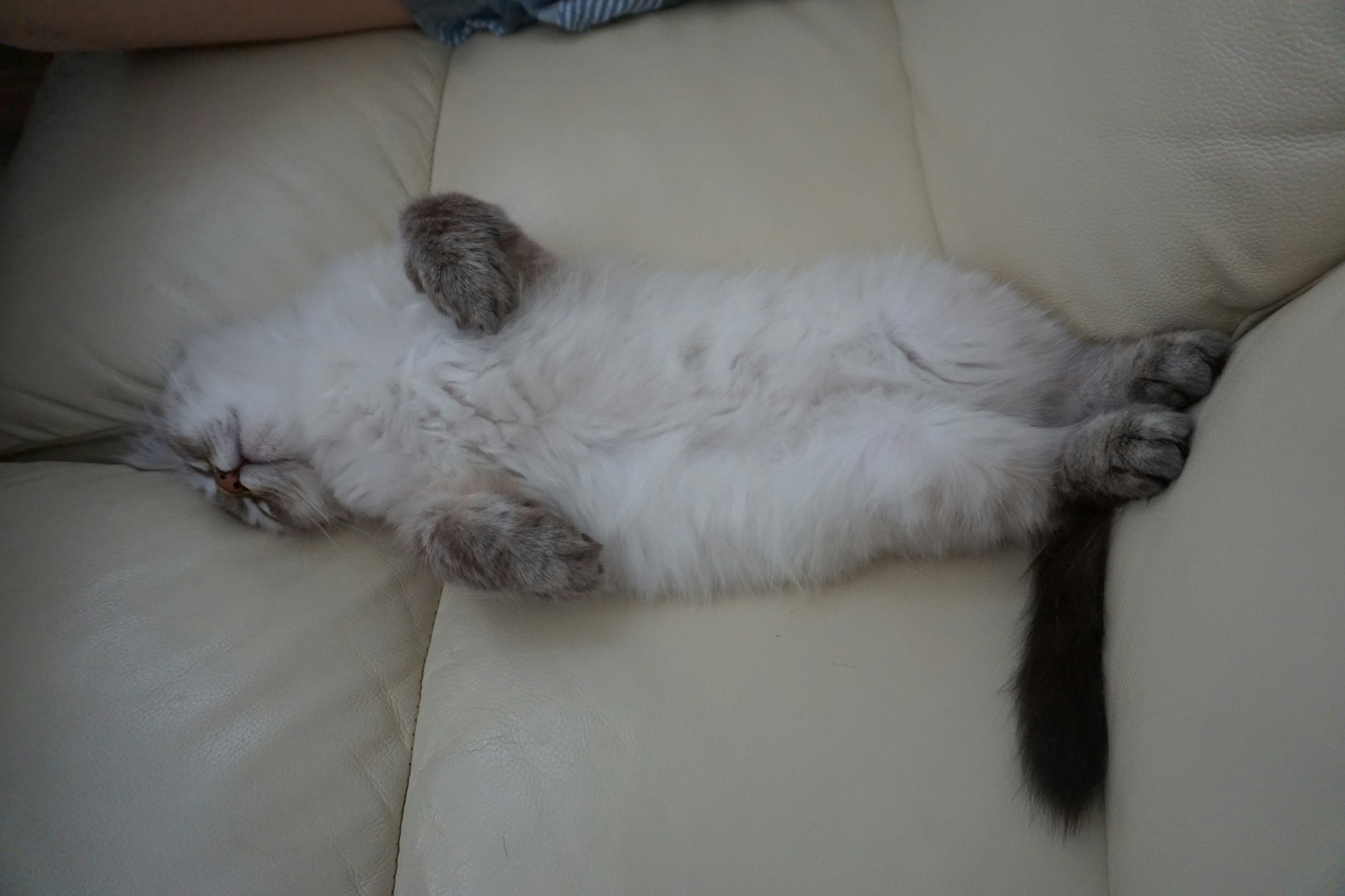 A white cat sleeping on a couch