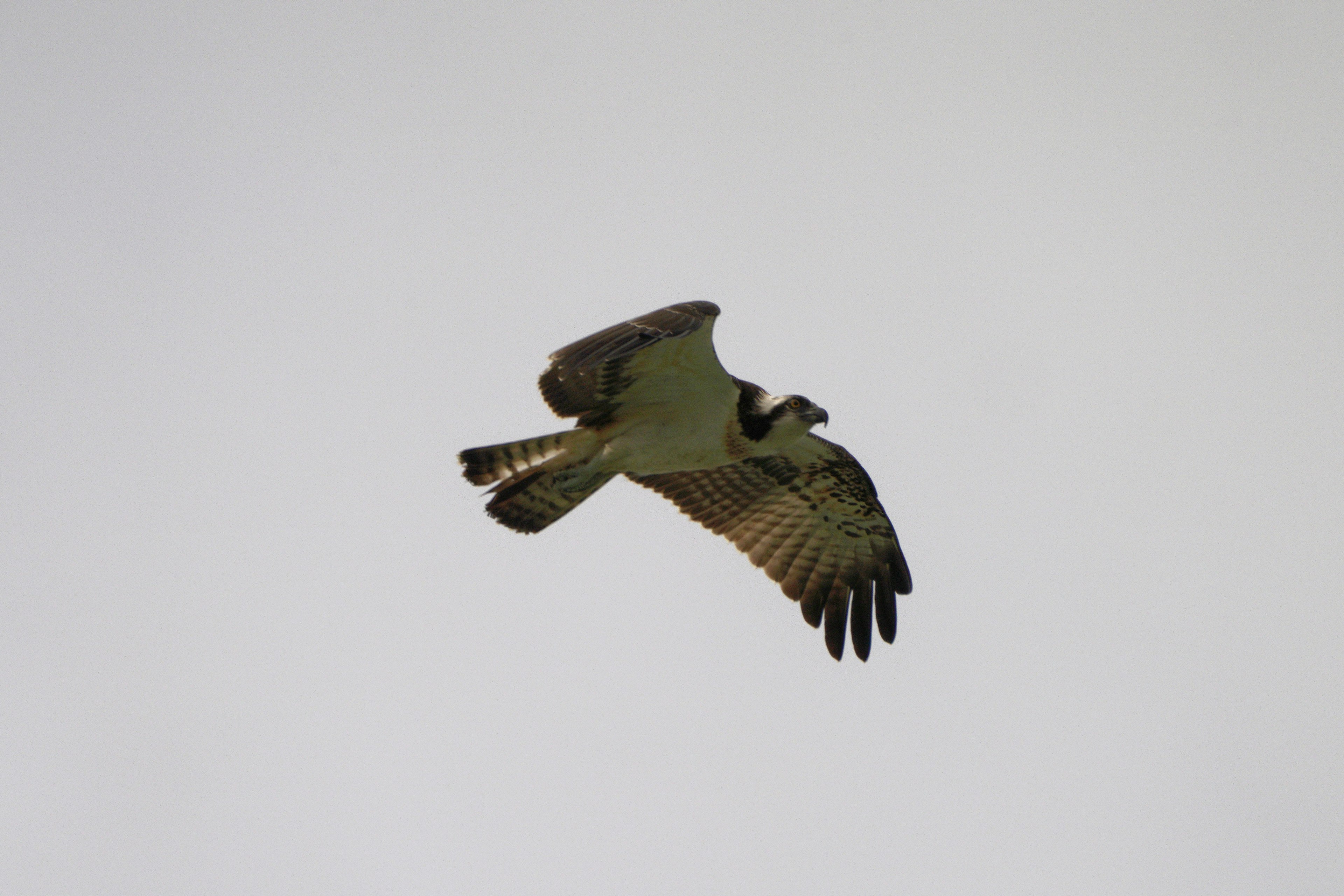 A hawk soaring in the sky