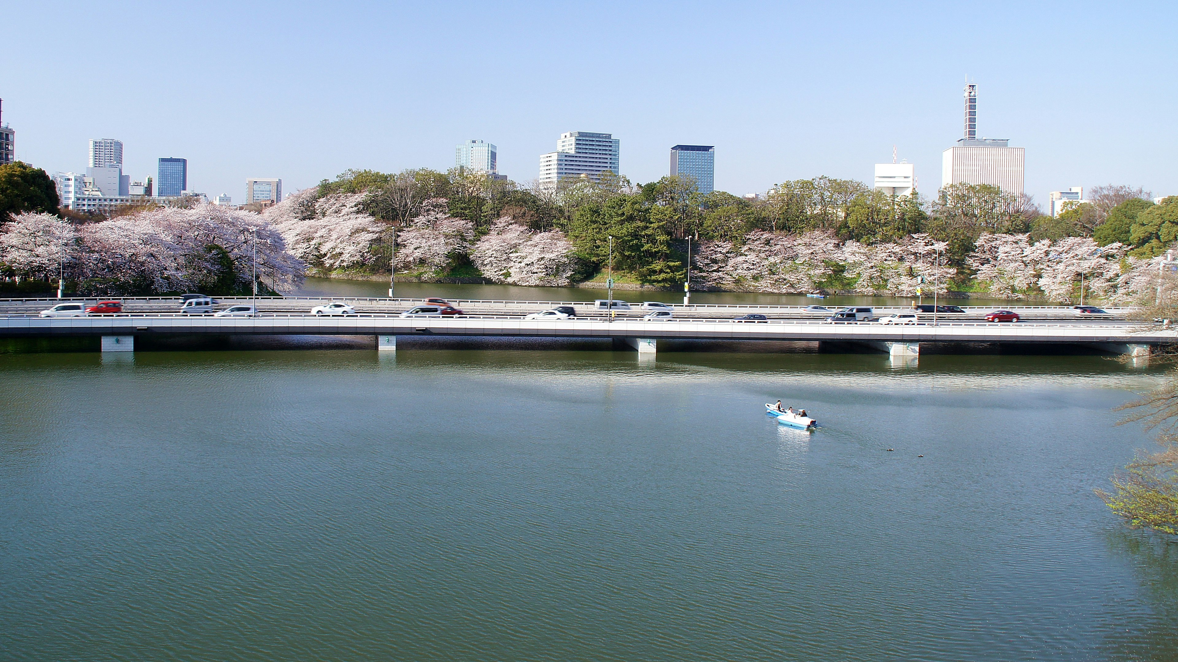 Tokyo cherry blossom trees along the riverside