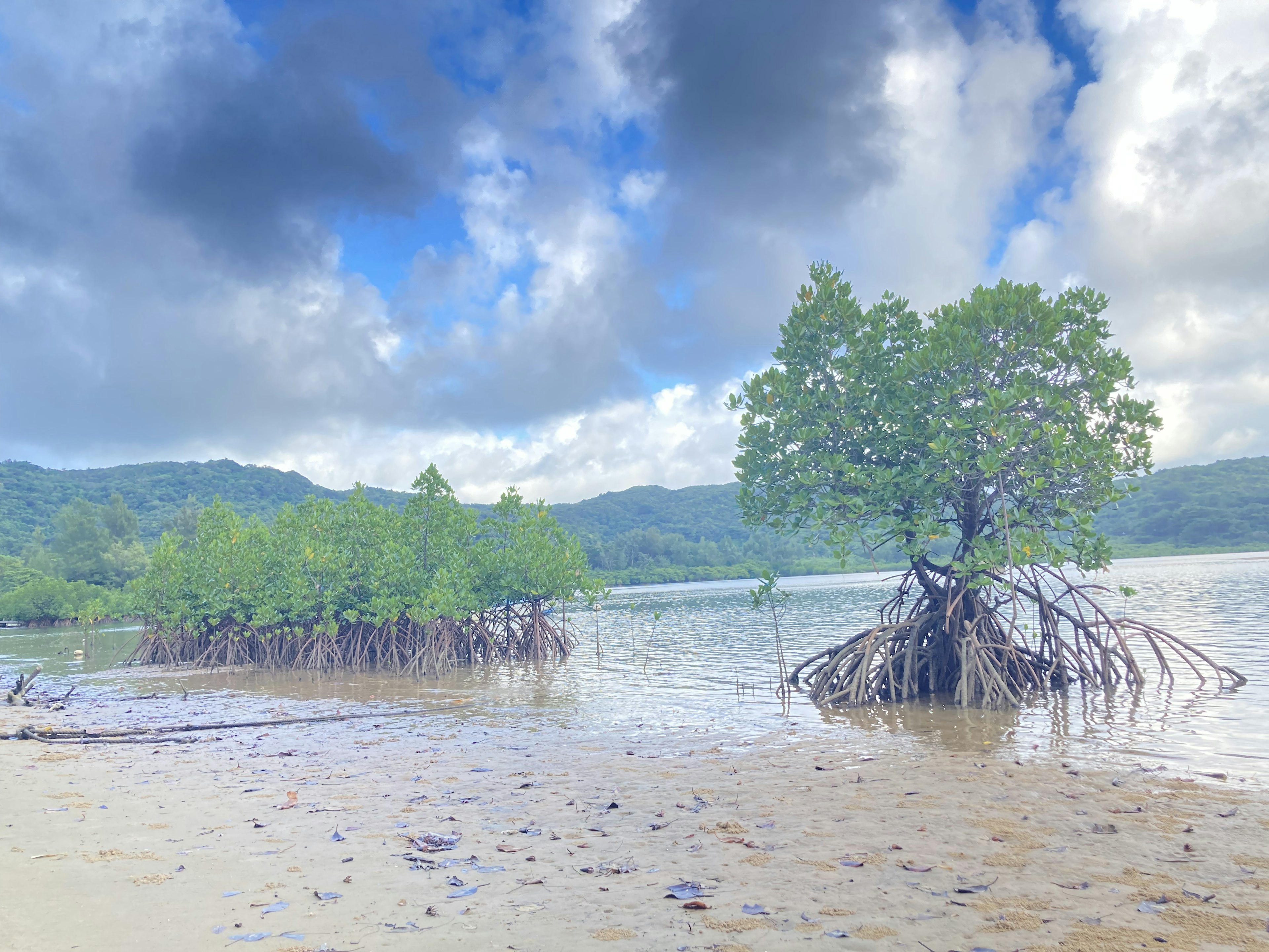 Mangrove trees with exposed roots under a blue sky