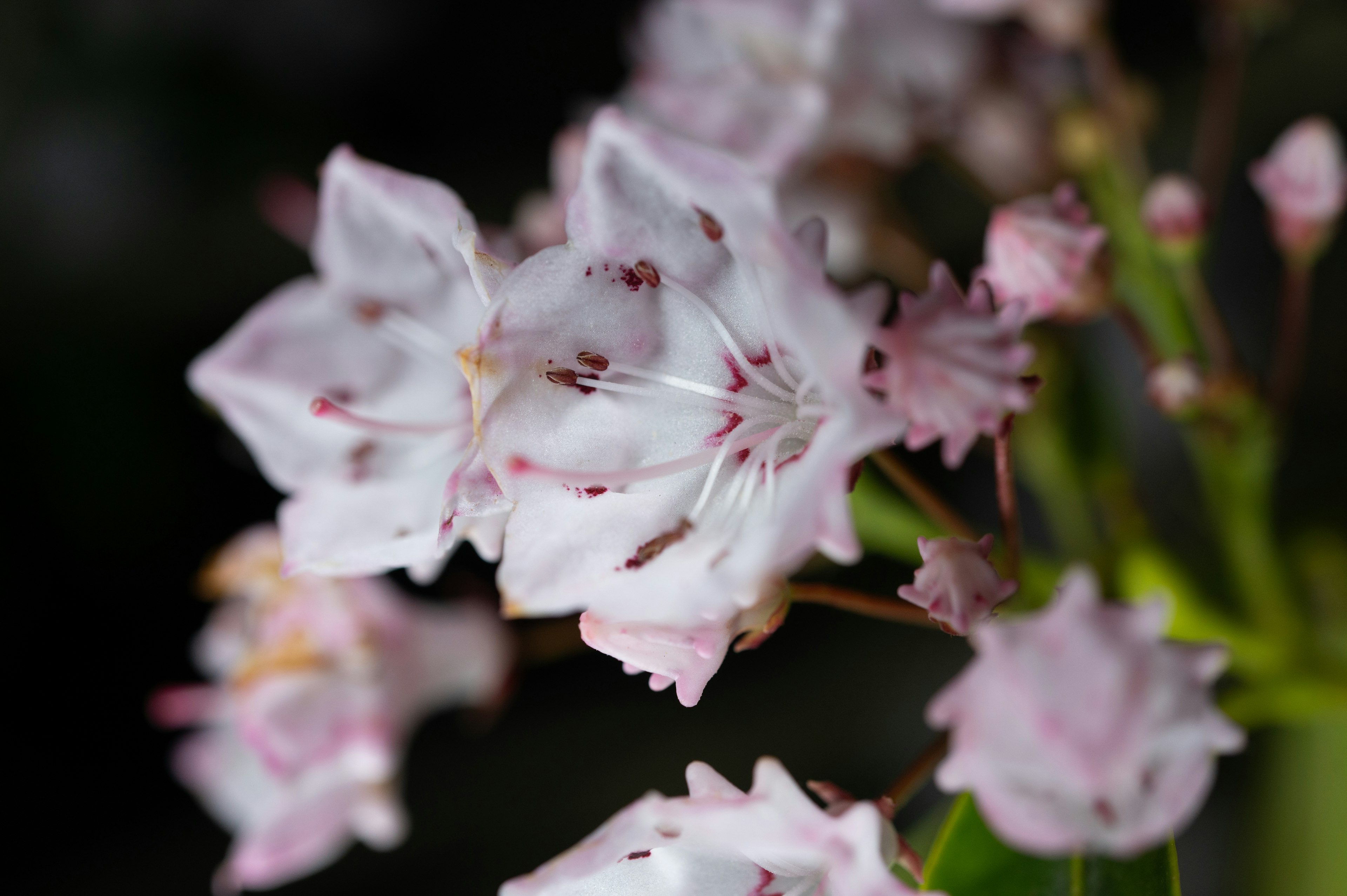 Acercamiento de hermosas flores de laurel de montaña rosas y blancas