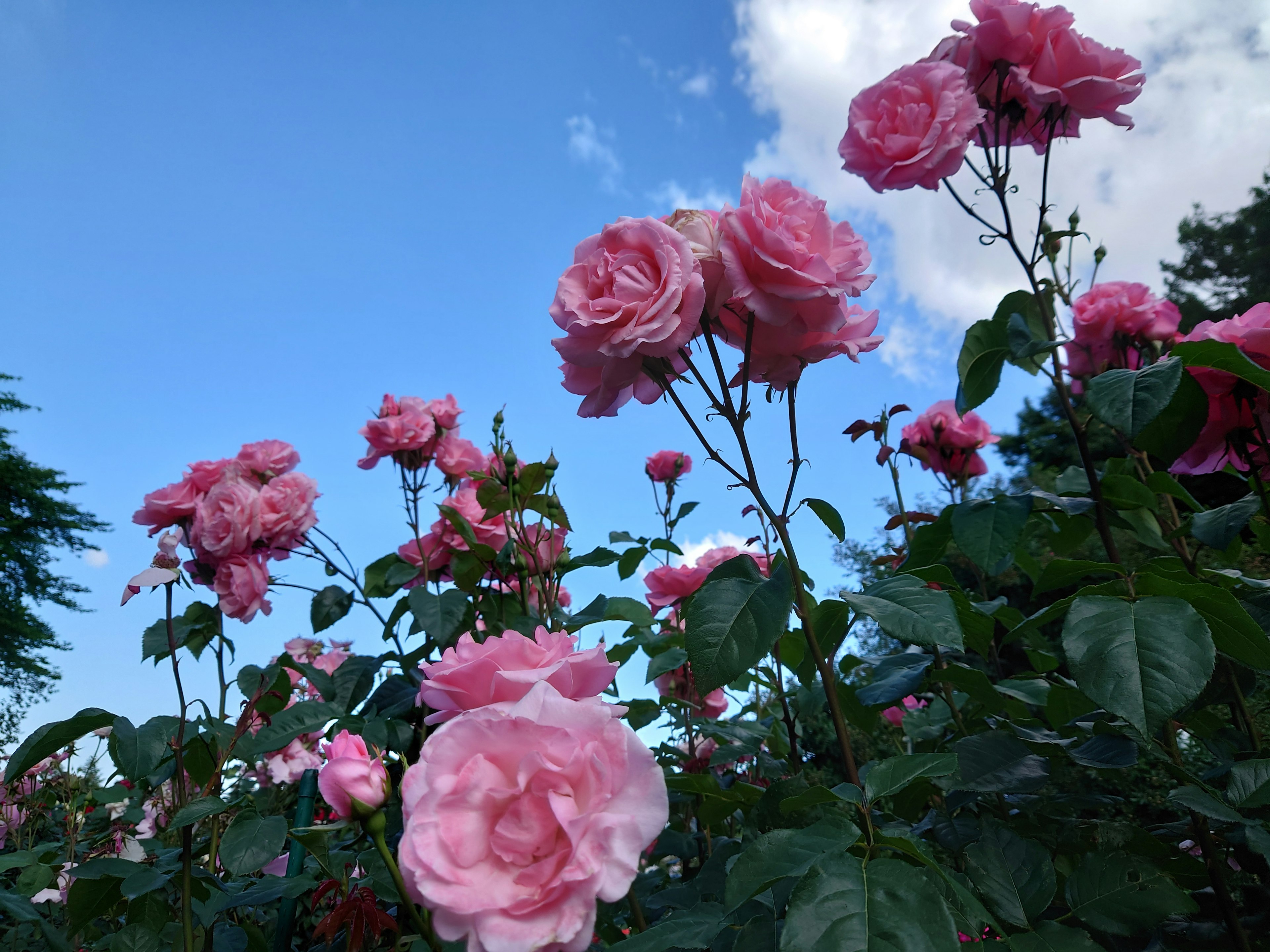 Pink roses blooming under a blue sky