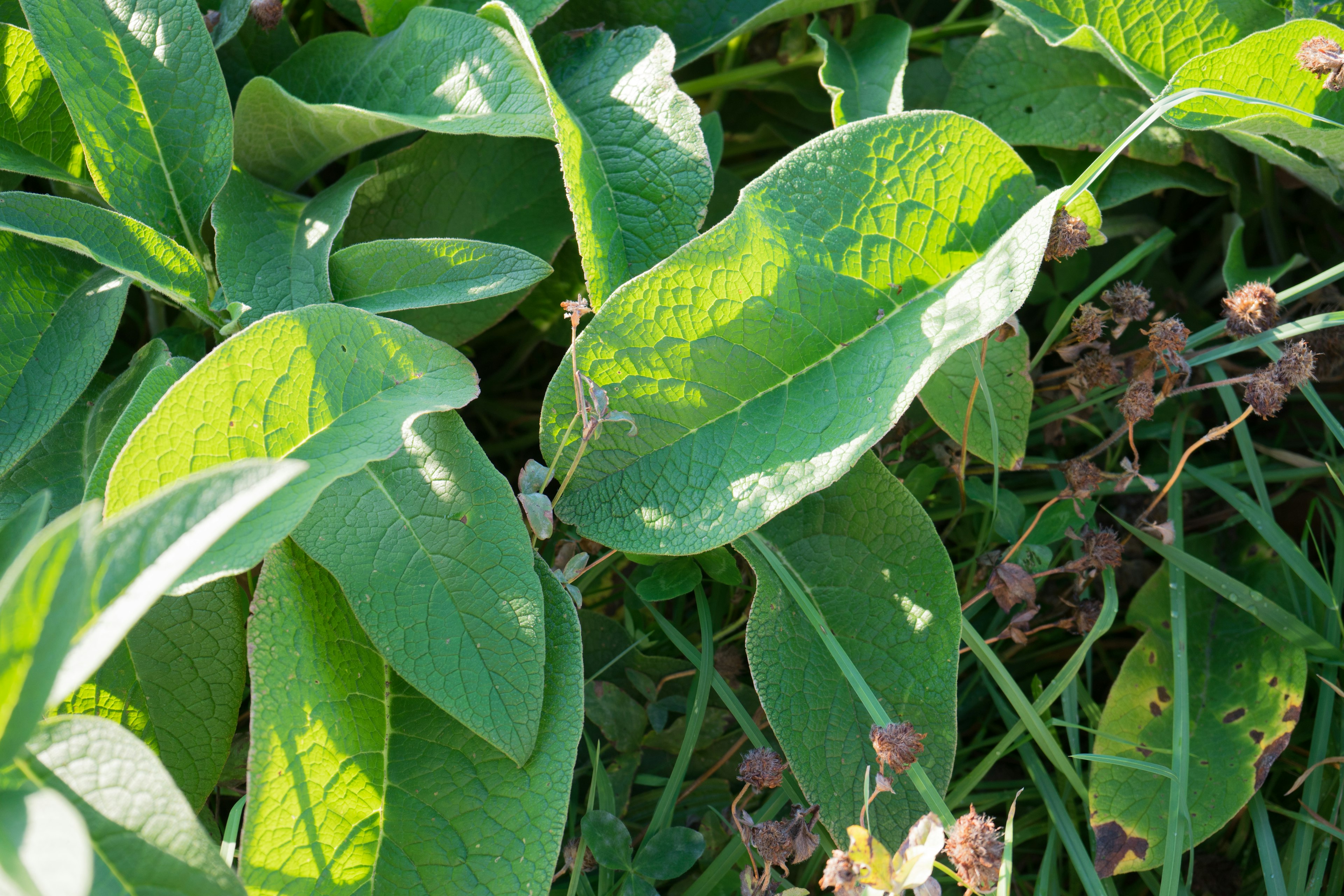 Gros plan sur des feuilles vertes luxuriantes d'une plante