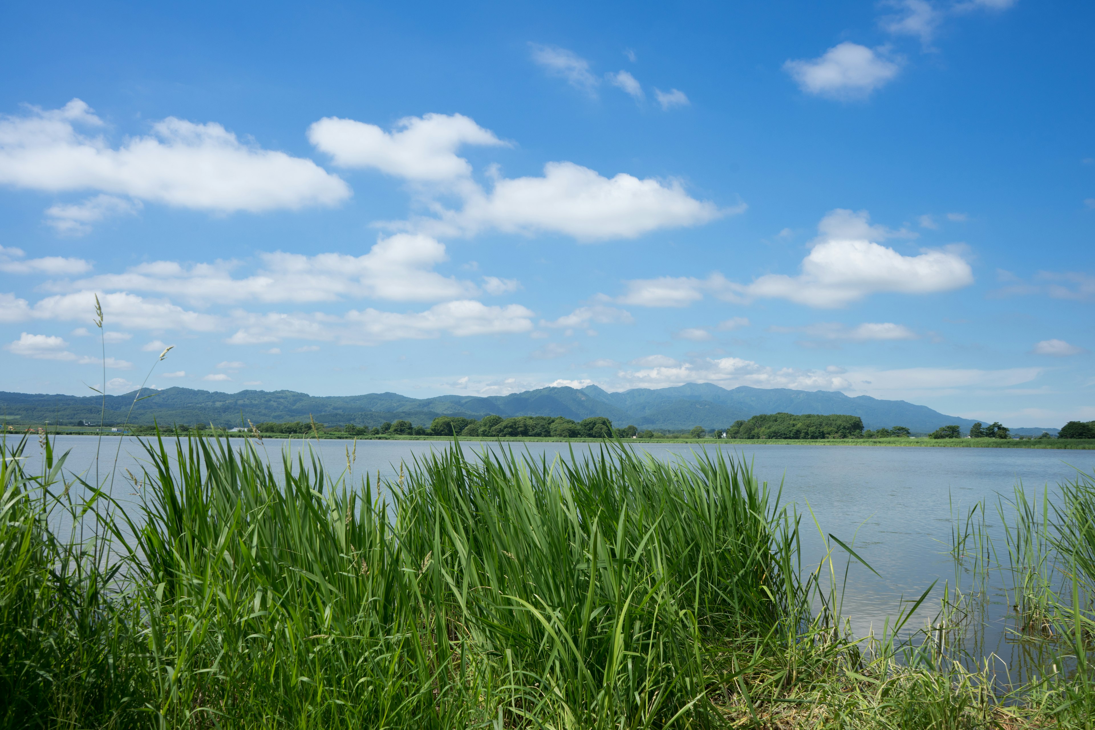 青空と雲が広がる湖の風景 緑の草が水辺に生えている