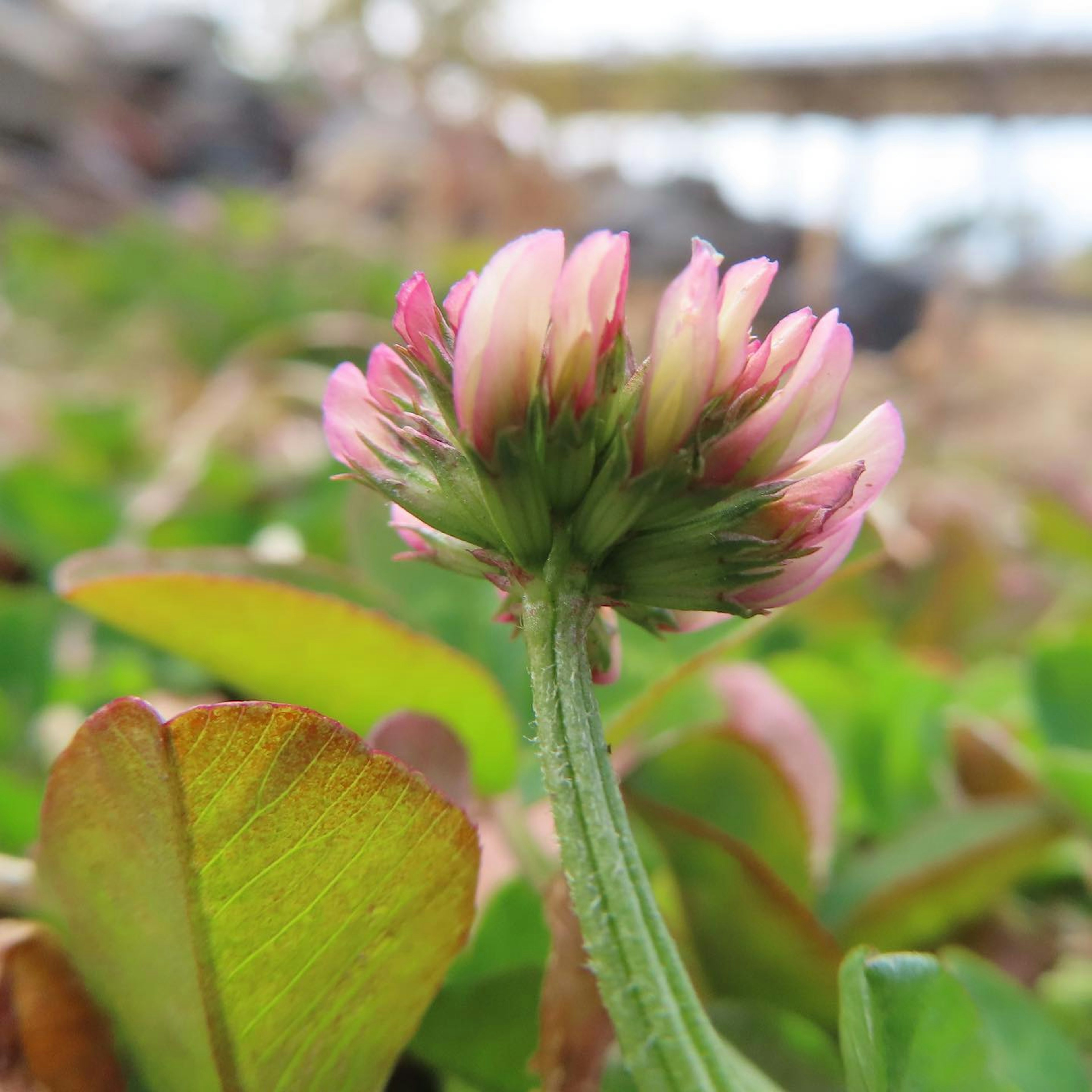 Una flor rosa con hojas verdes que crece del suelo