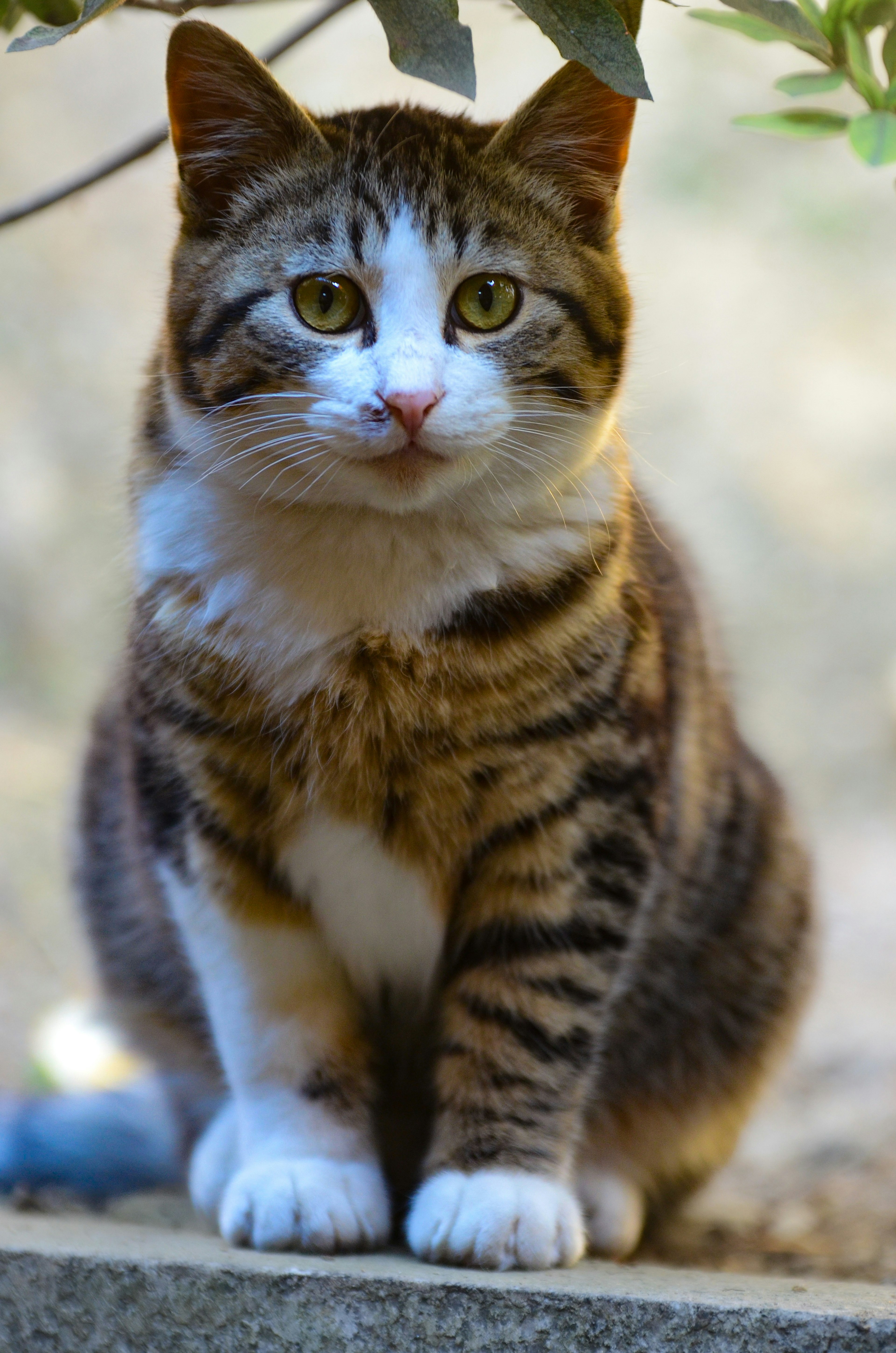 A brown striped cat sitting with large green eyes