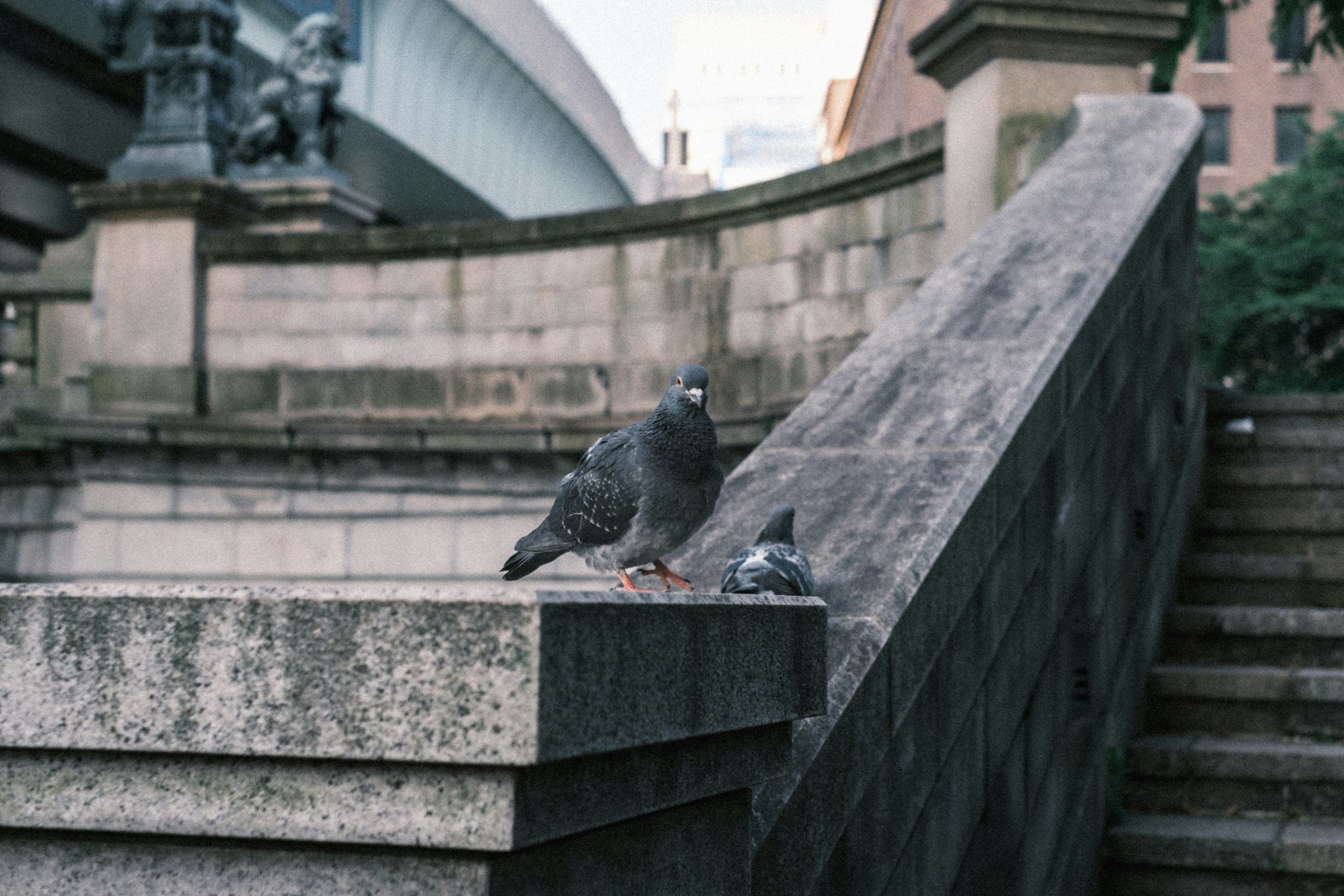 階段の手すりにいる二羽の鳩と石造りの背景