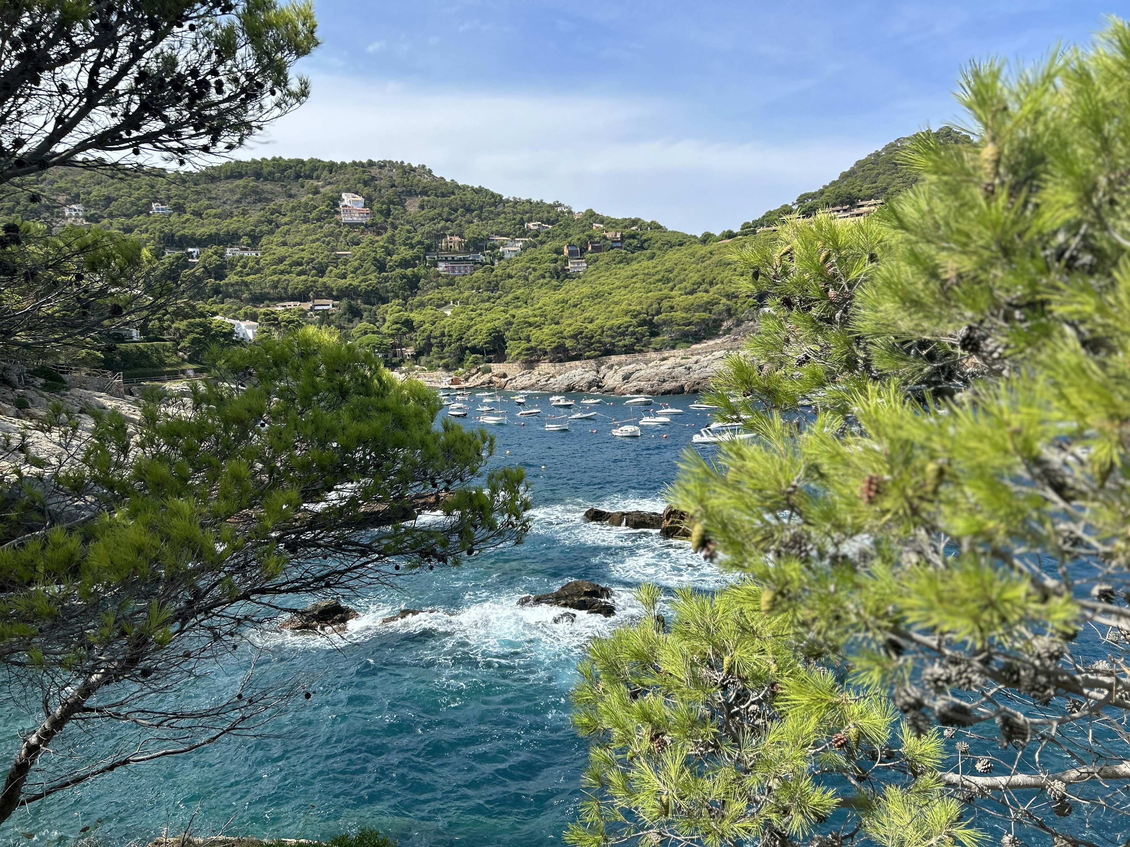 Paysage côtier magnifique avec mer bleue et arbres verts