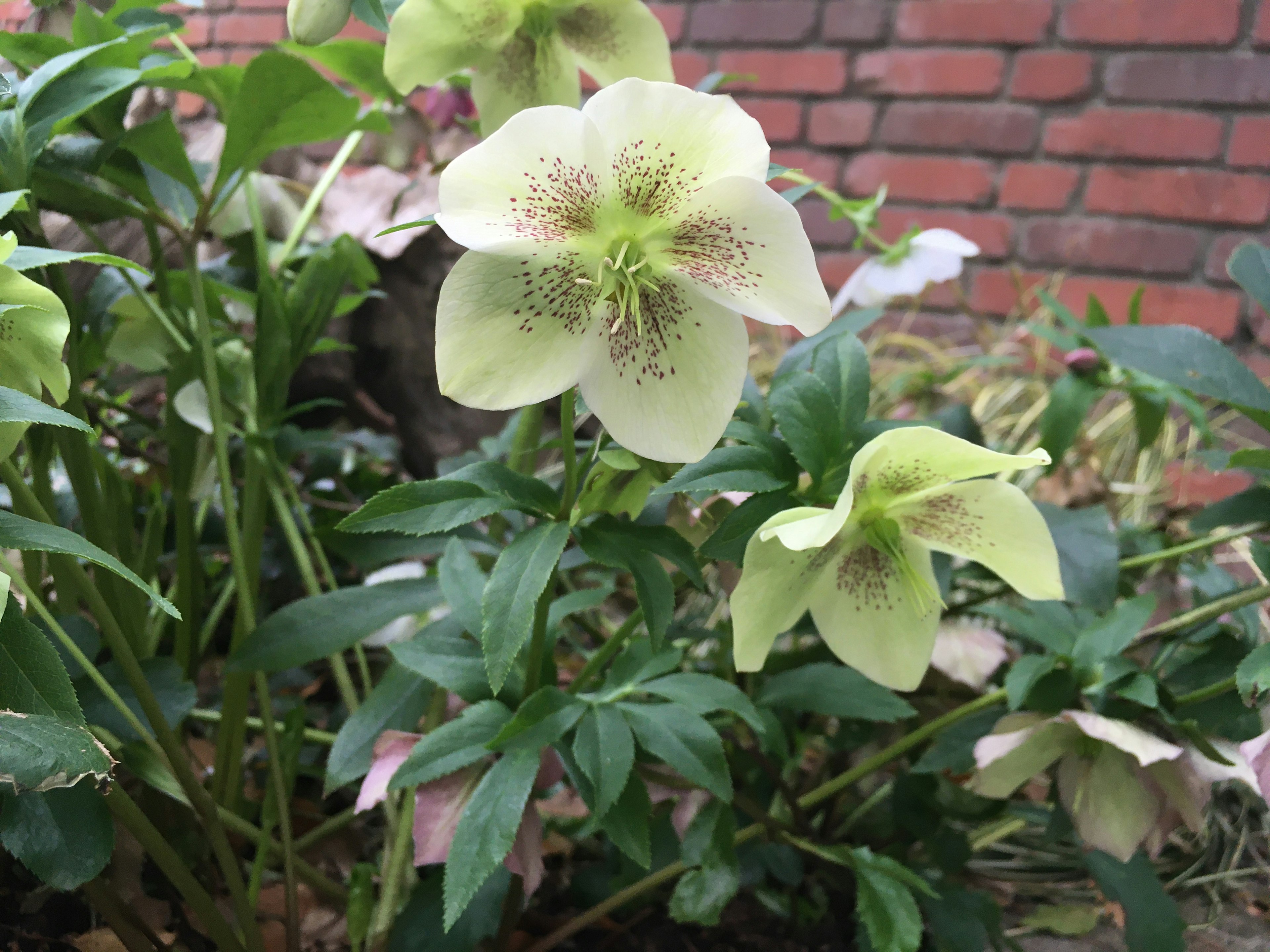 淡い緑色のヘレボルスの花が咲いている植物の写真