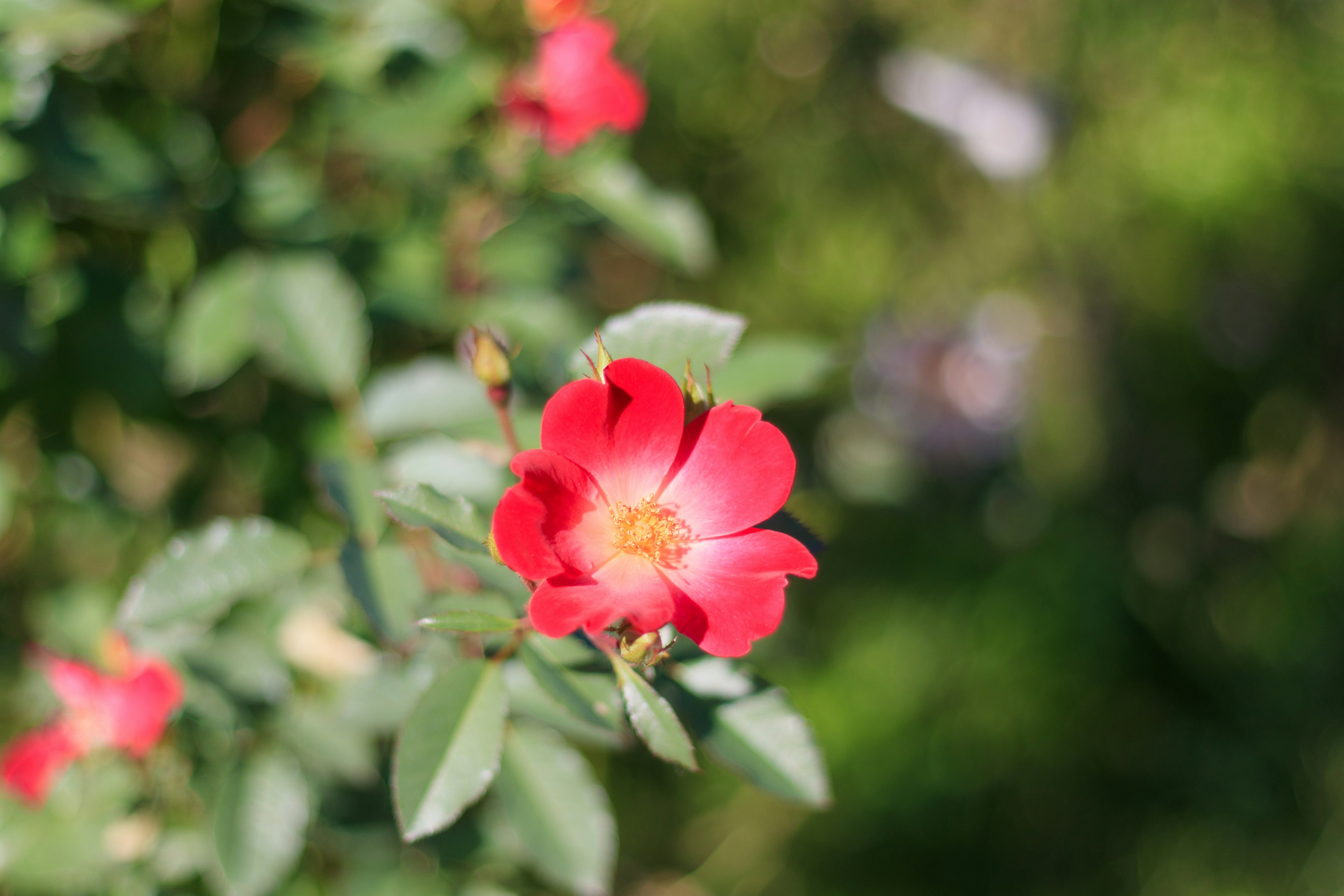 A red flower blooming amid green leaves