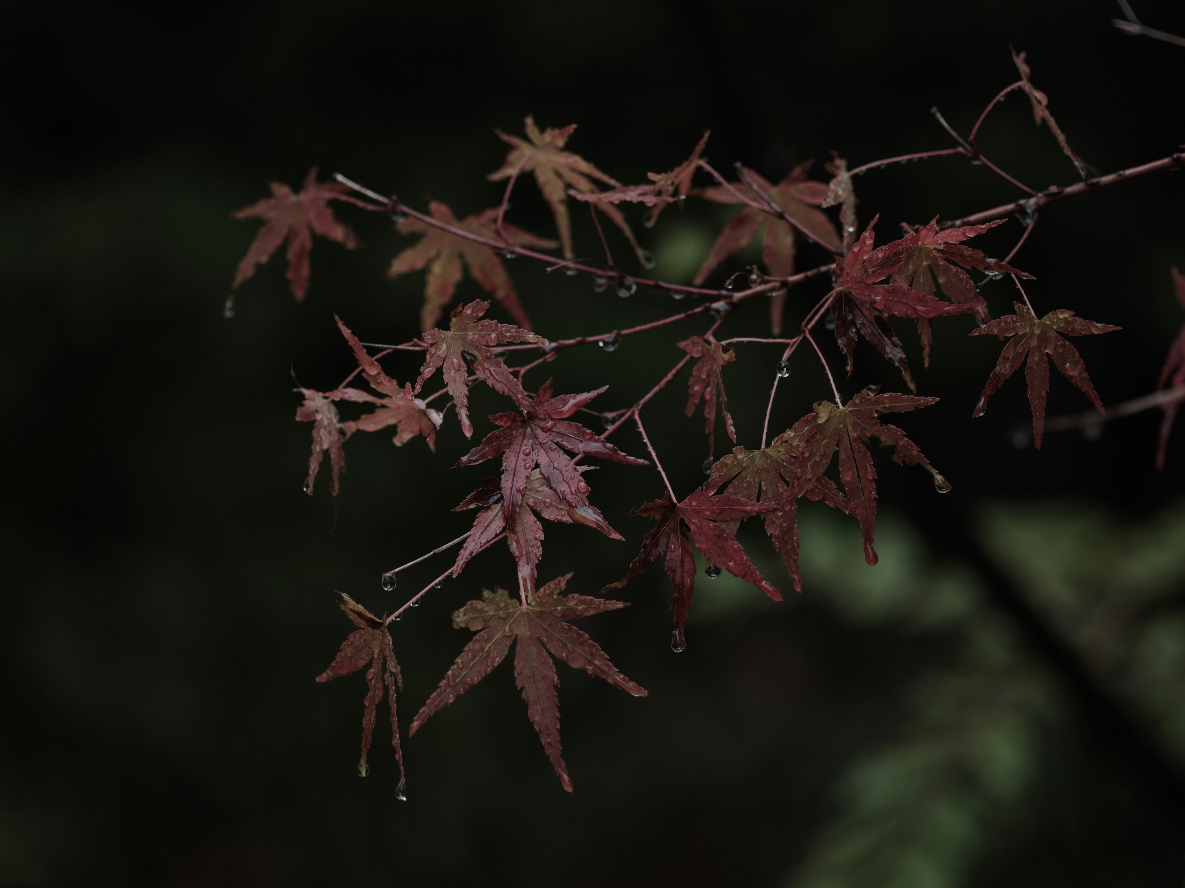 Cabang daun maple merah di latar belakang gelap