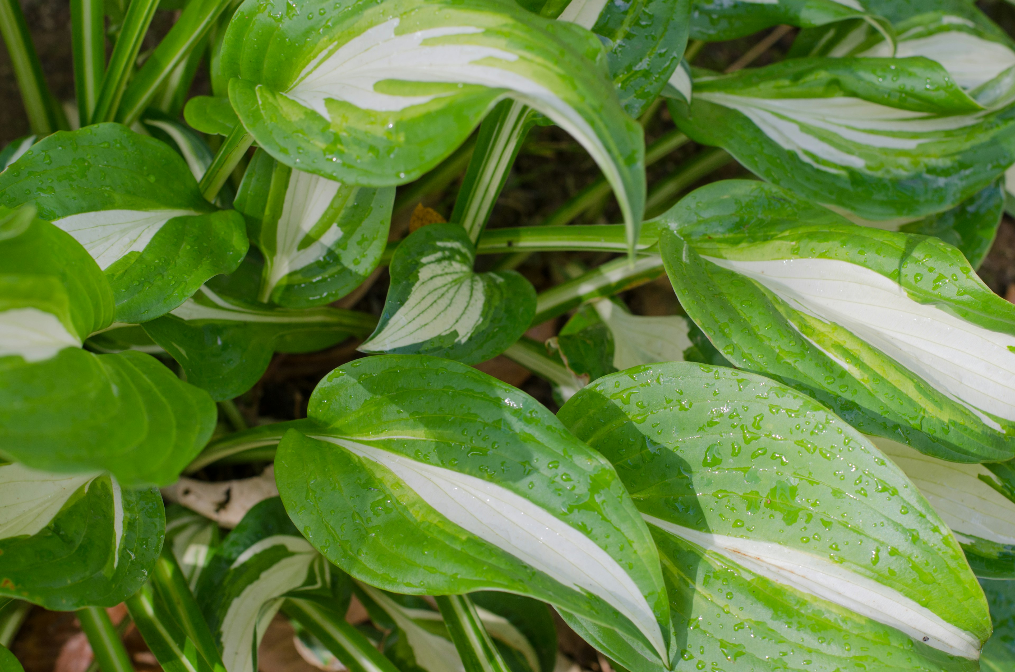 Close-up daun hosta dengan variegasi hijau dan putih