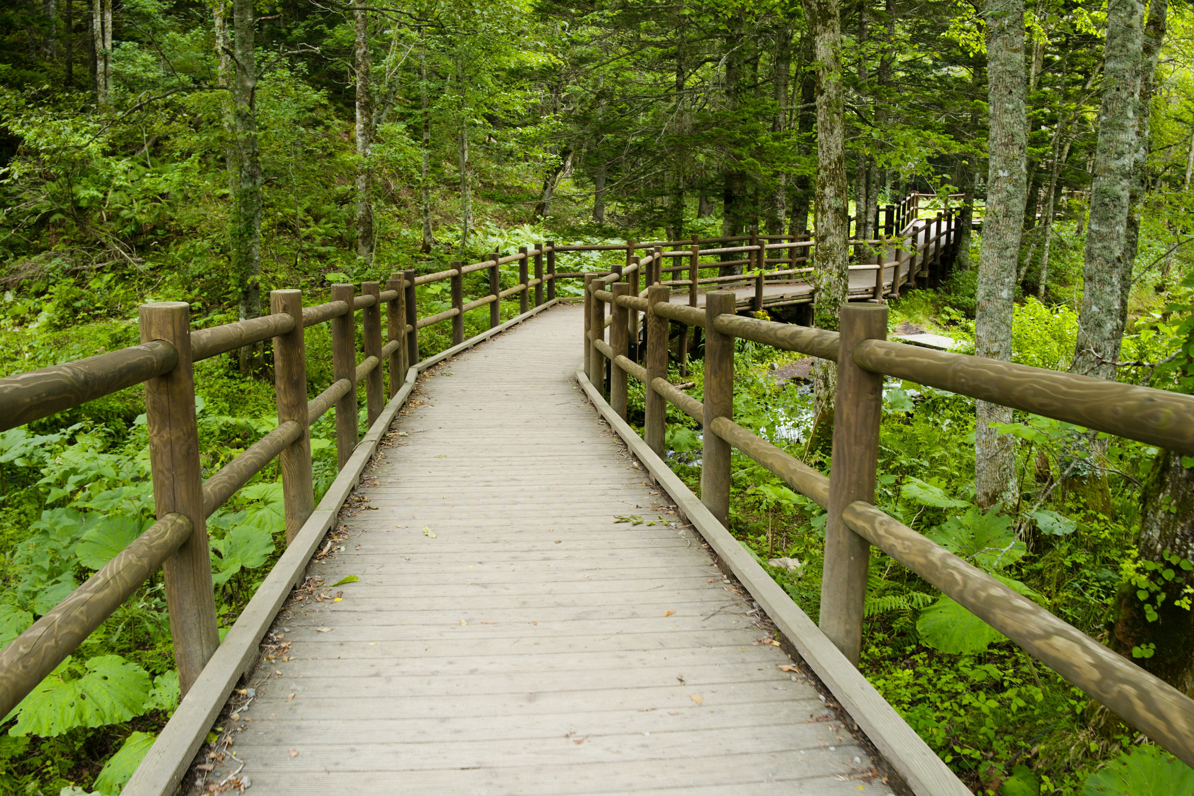 Wooden pathway surrounded by green trees and foliage