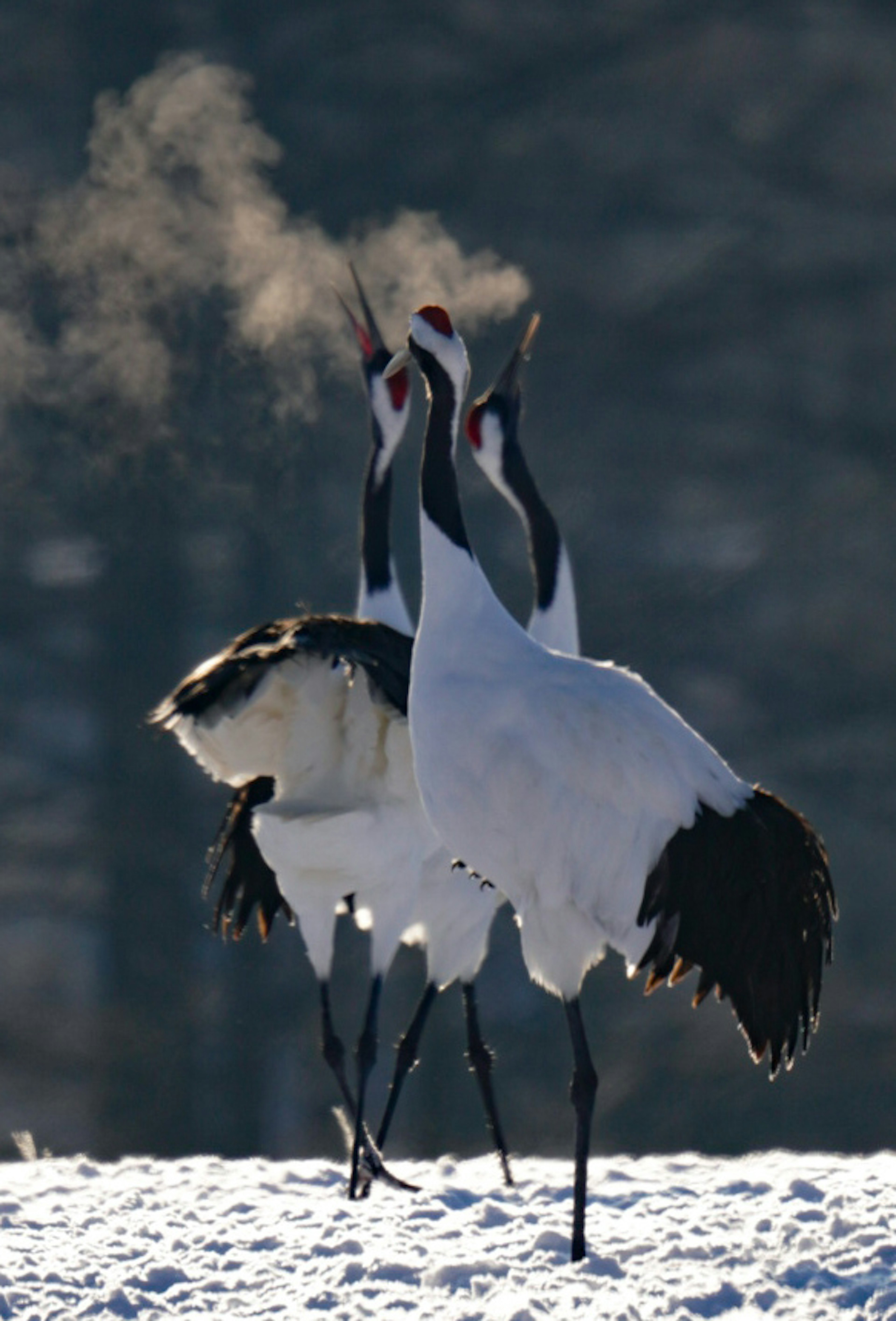 Par de grúas coronadas rojas bailando sobre la nieve