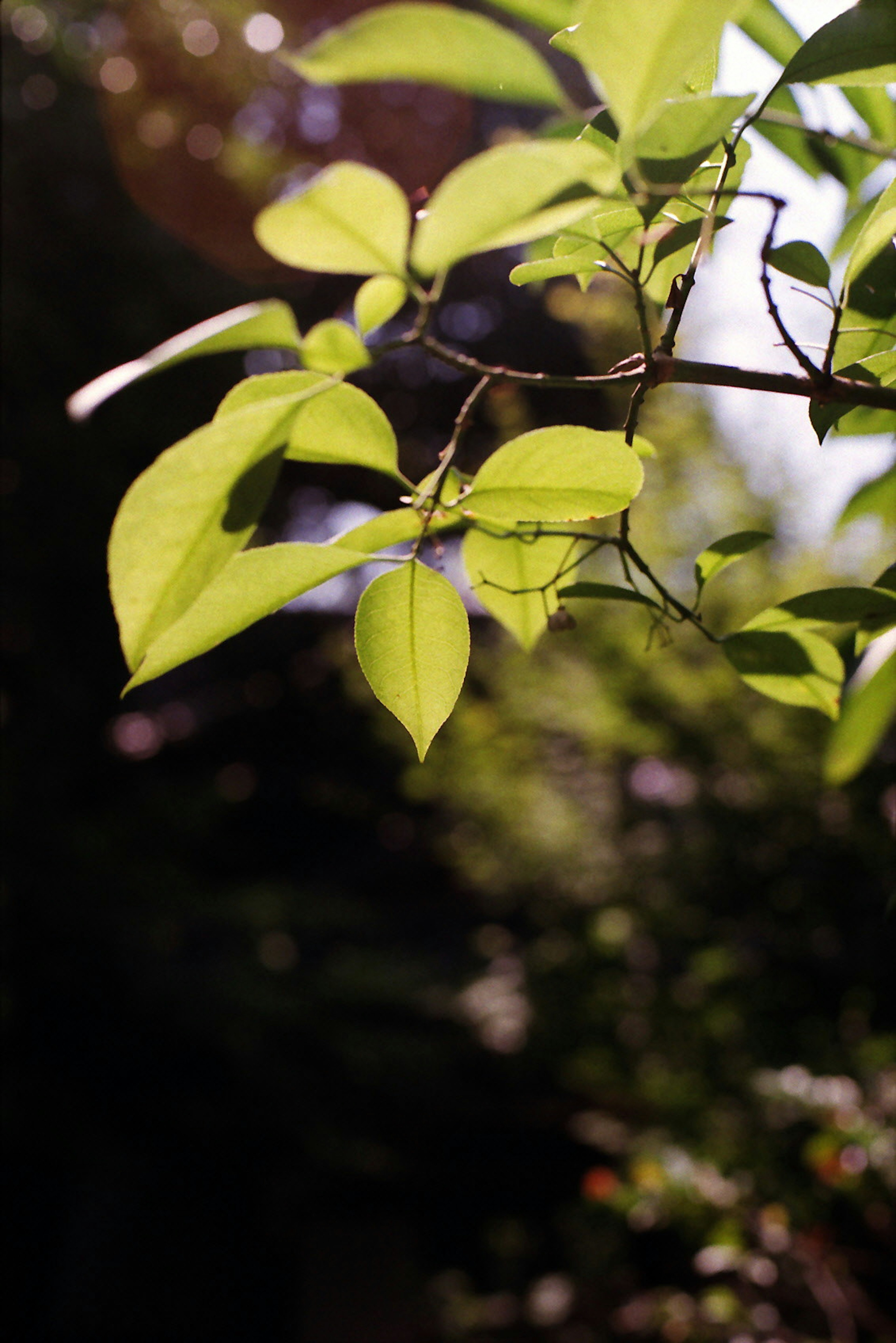 Hojas verdes vibrantes iluminadas por la luz del sol