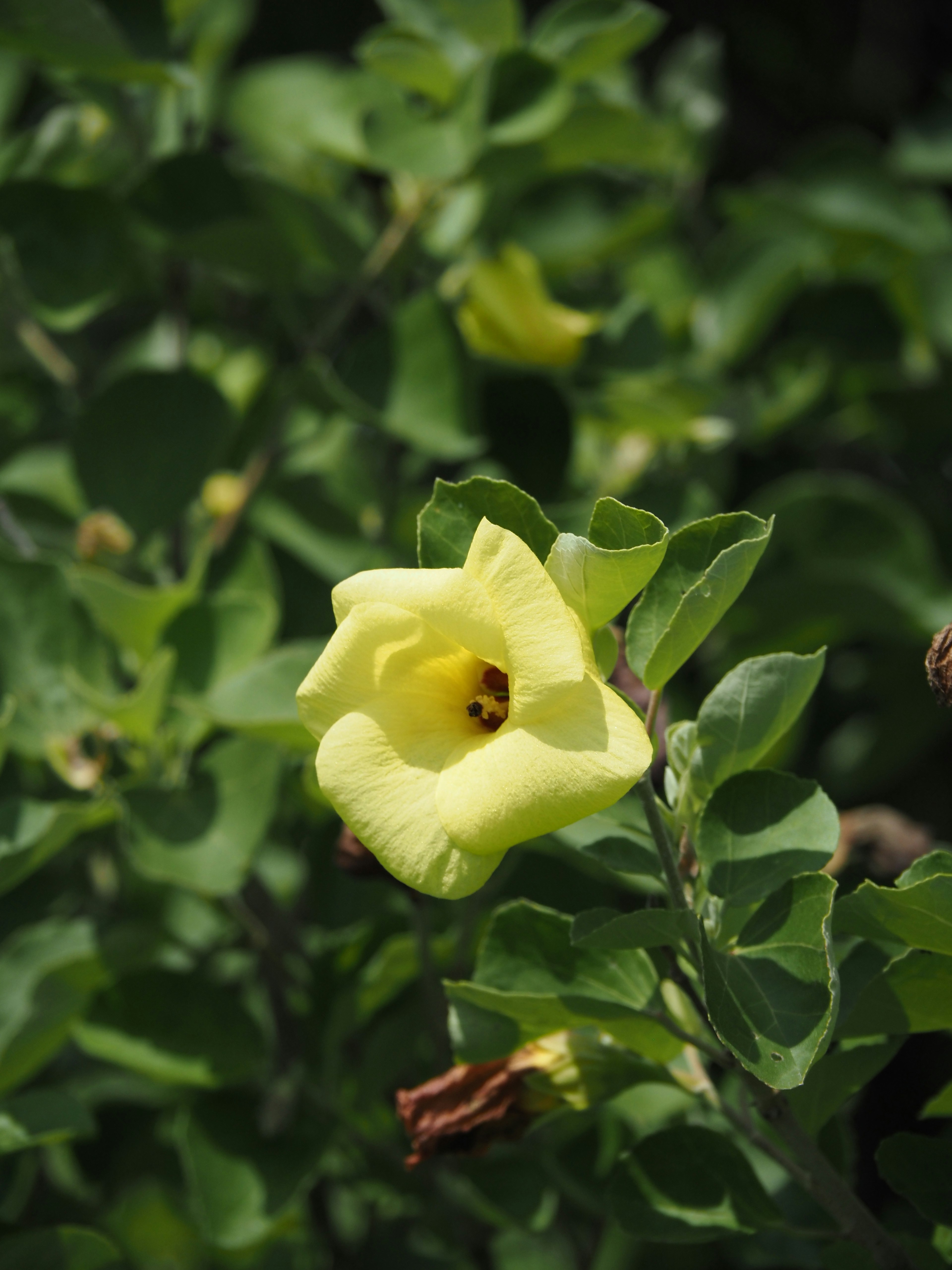 Eine gelbe Blume blüht zwischen grünen Blättern