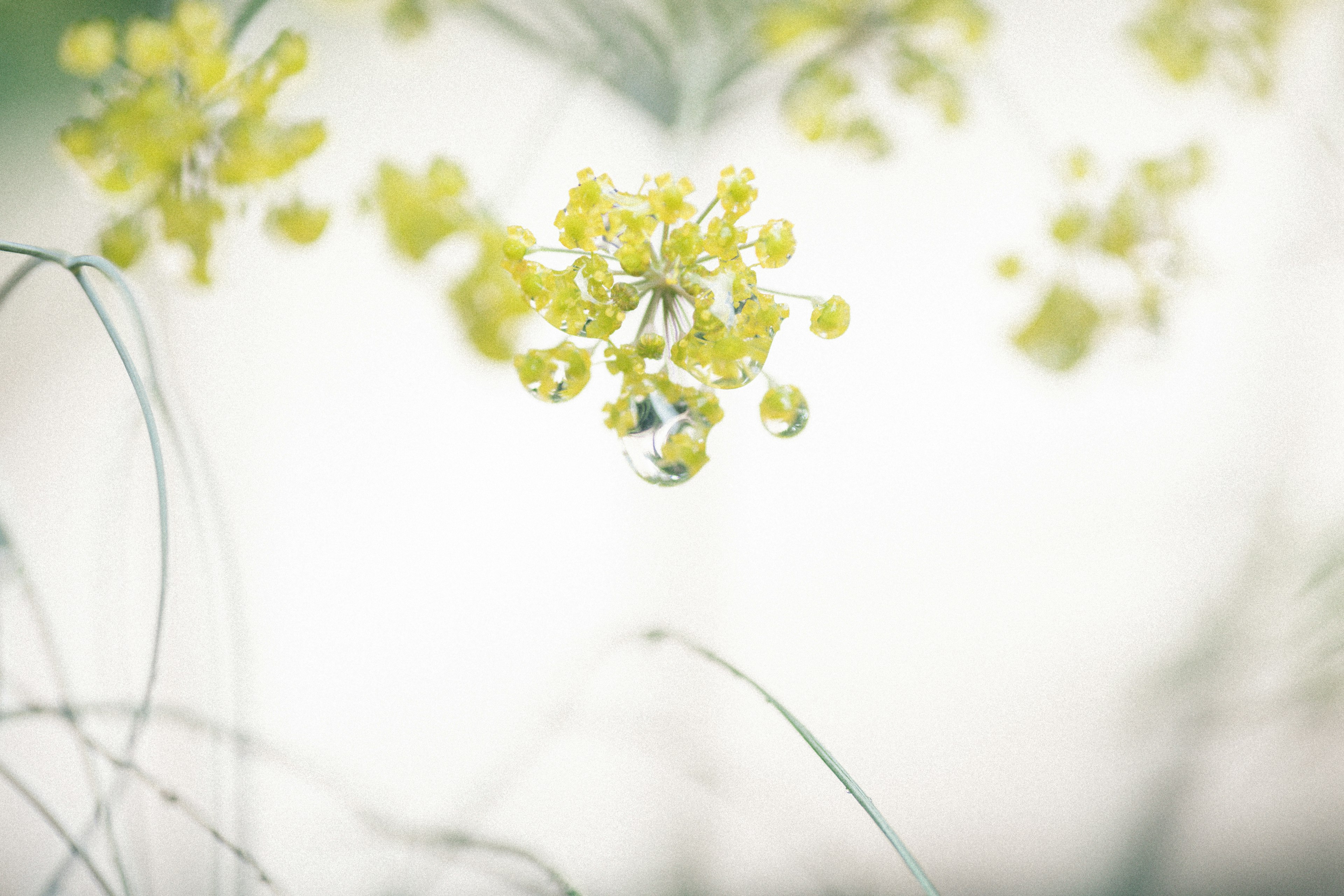 Groupe de fleurs jaunes avec une goutte d'eau sur un fond doux