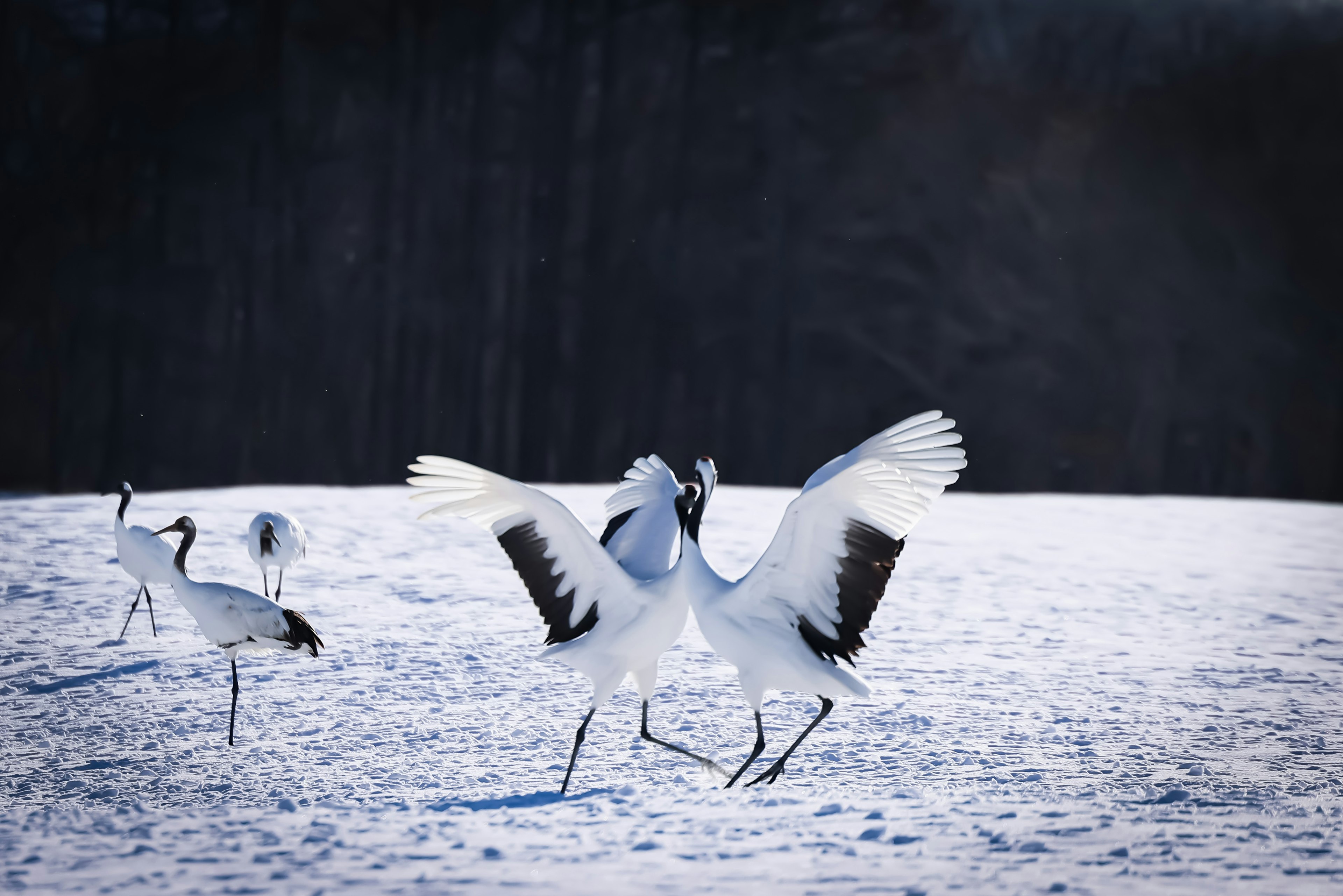 Elegantes grúas blancas bailando en un paisaje nevado