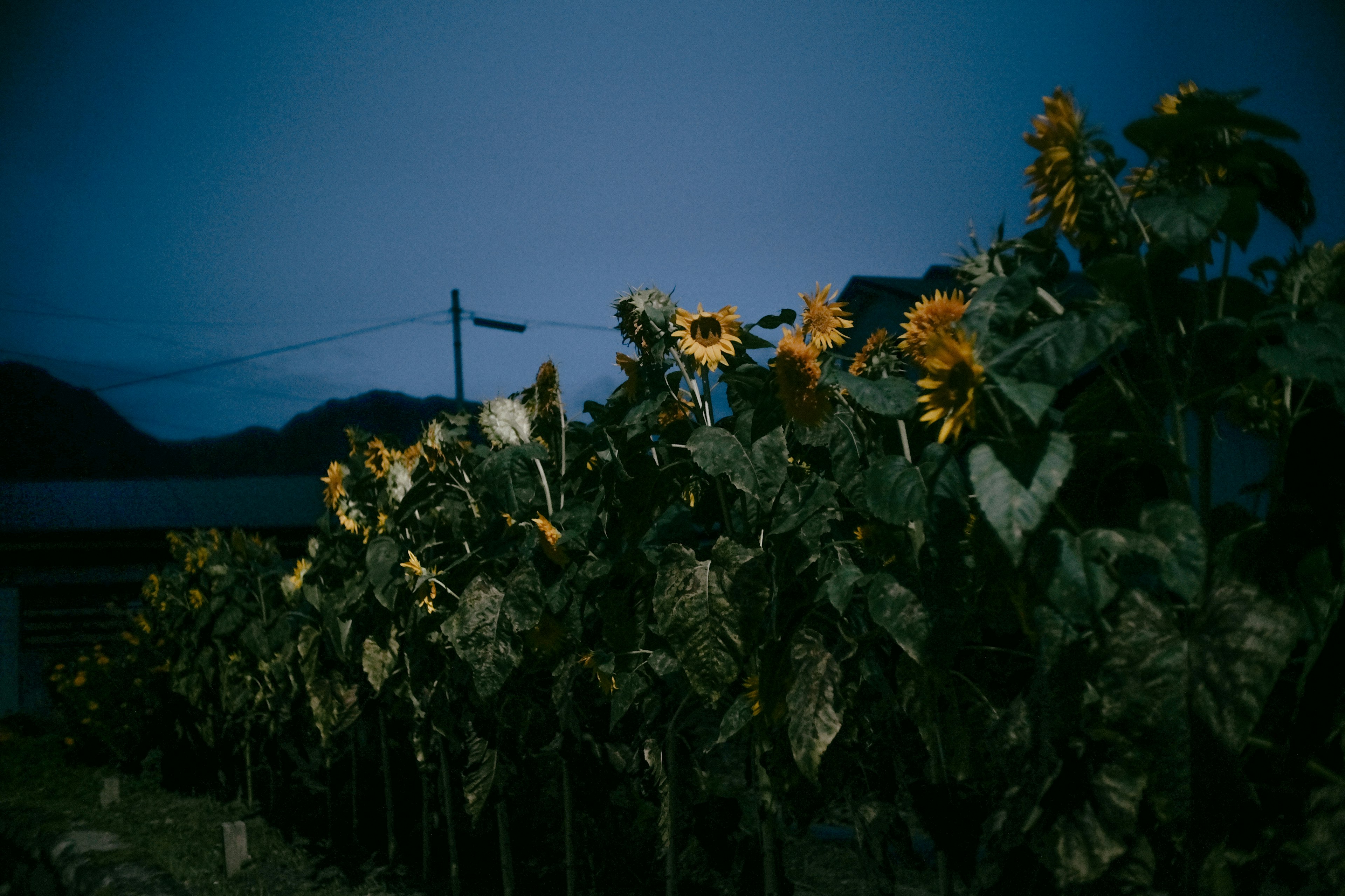 夜のひまわり畑の風景に淡い光が差し込む