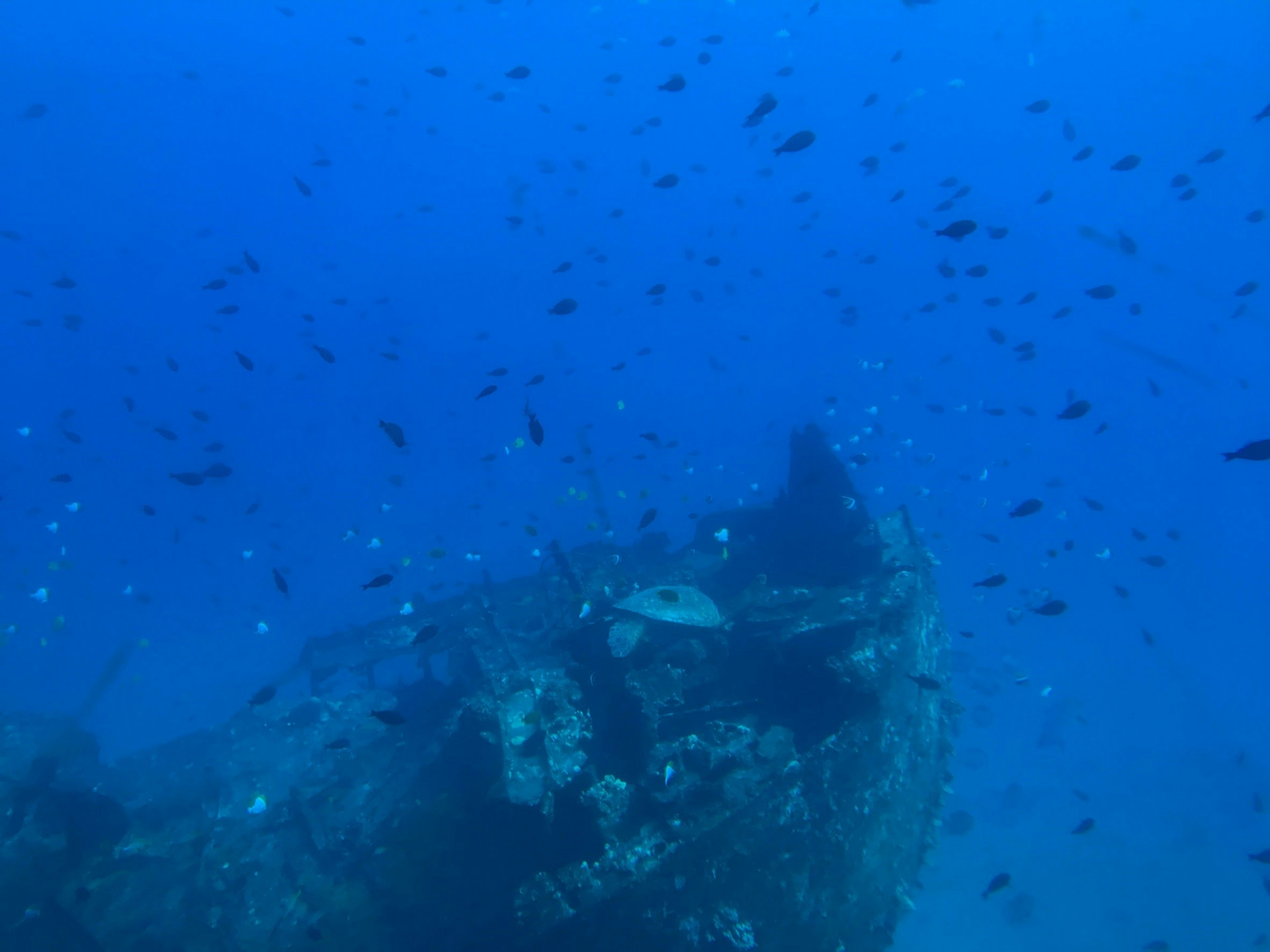 Rongsokan kapal tenggelam dikelilingi ikan di air biru dalam