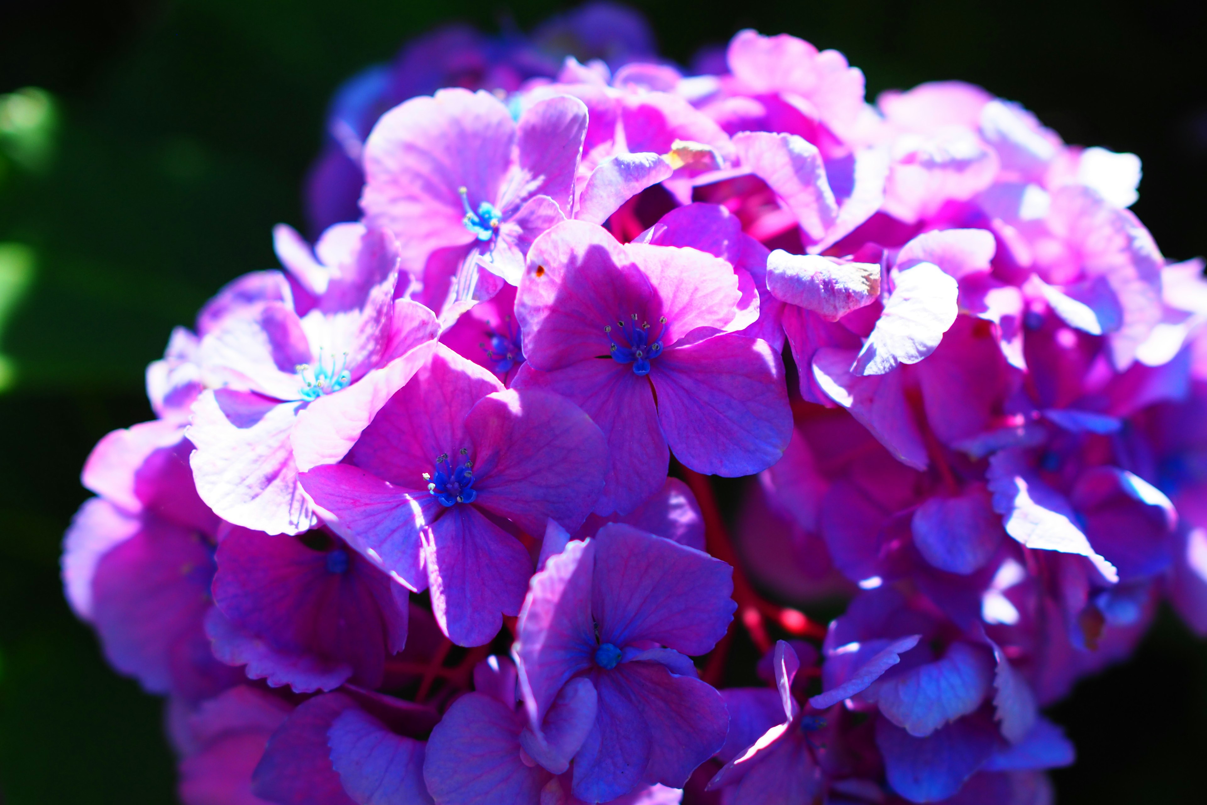 Magnifico gruppo di fiori viola in piena fioritura