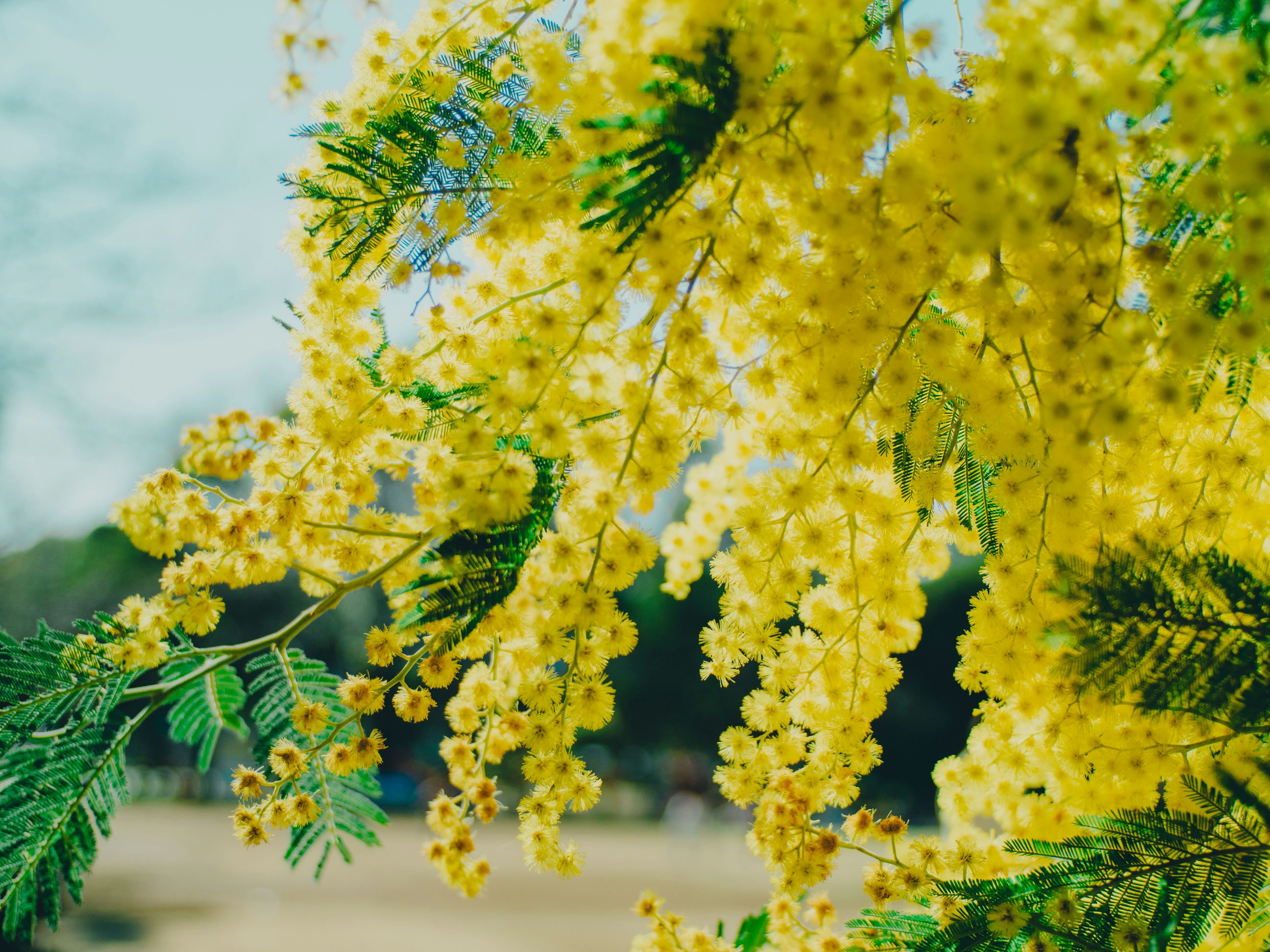 Cận cảnh hoa mimosa vàng trên cành