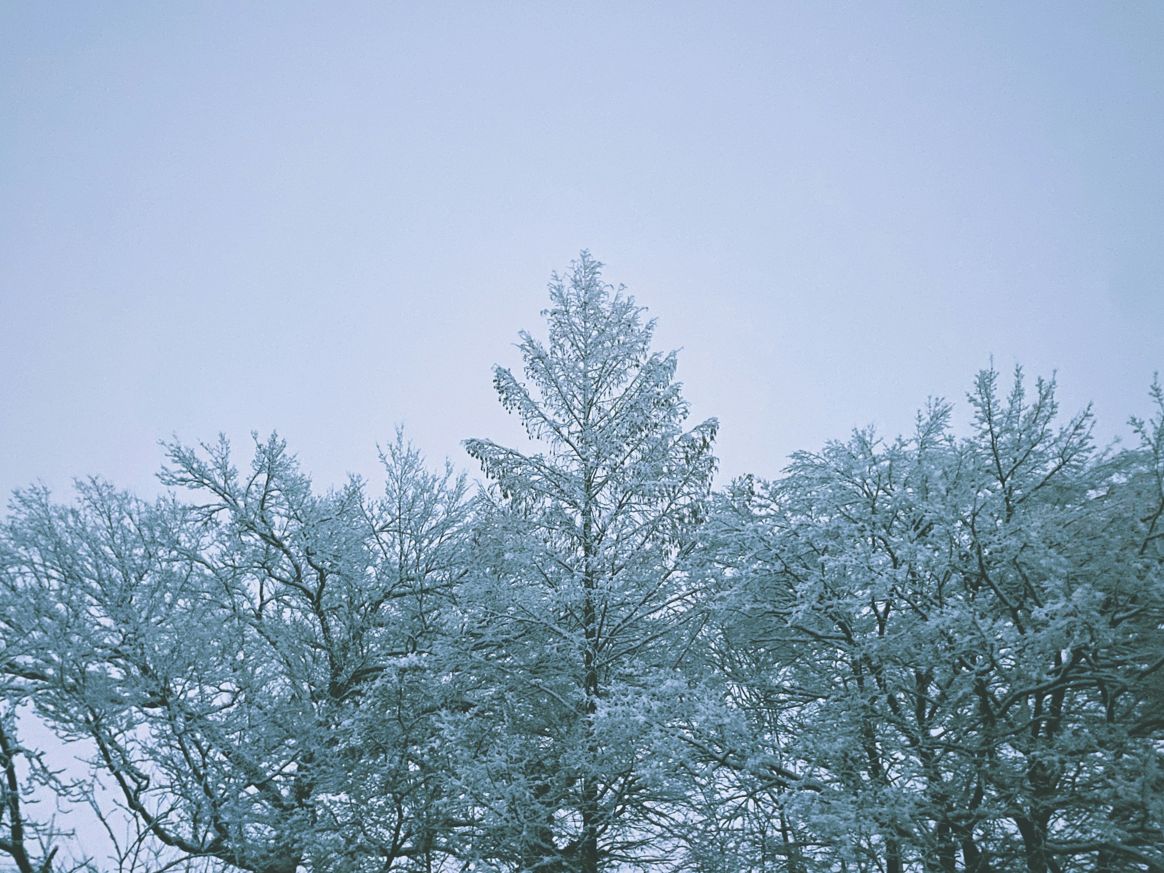 Silhouettes of snow-covered trees against a blue sky with a misty background