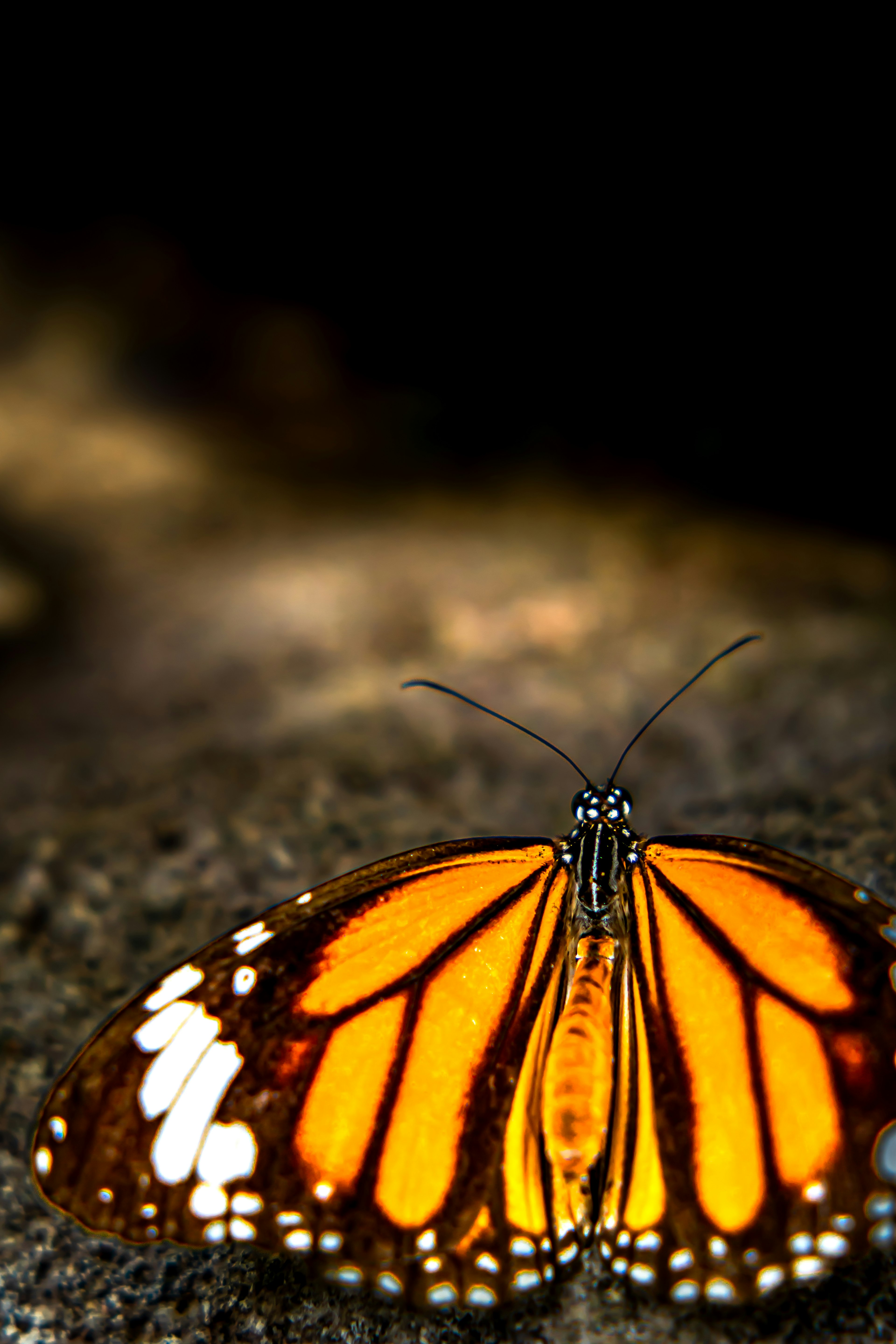 Mariposa con alas naranjas descansando sobre una roca