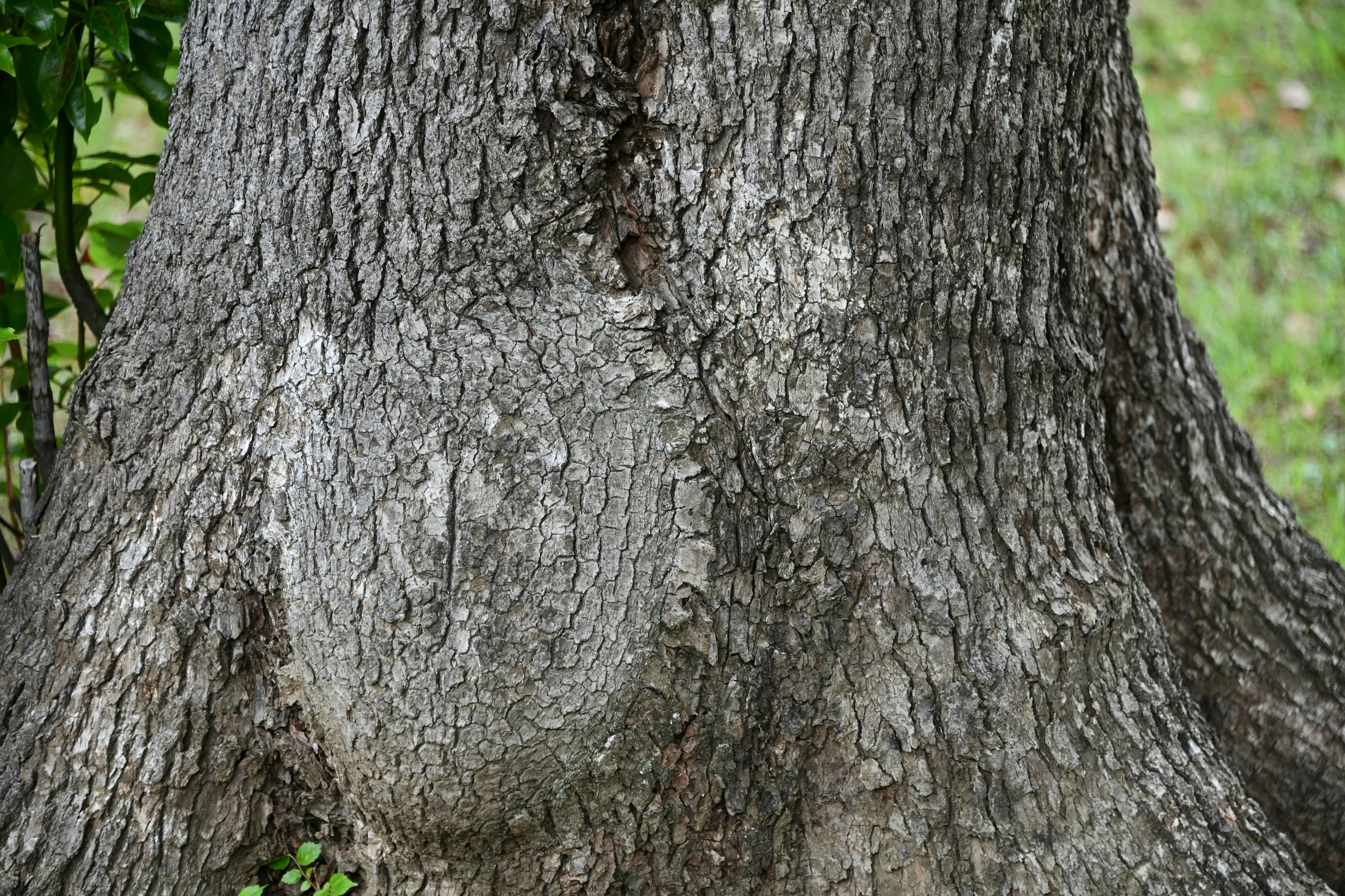 Primo piano della corteccia di un albero con texture e motivi unici