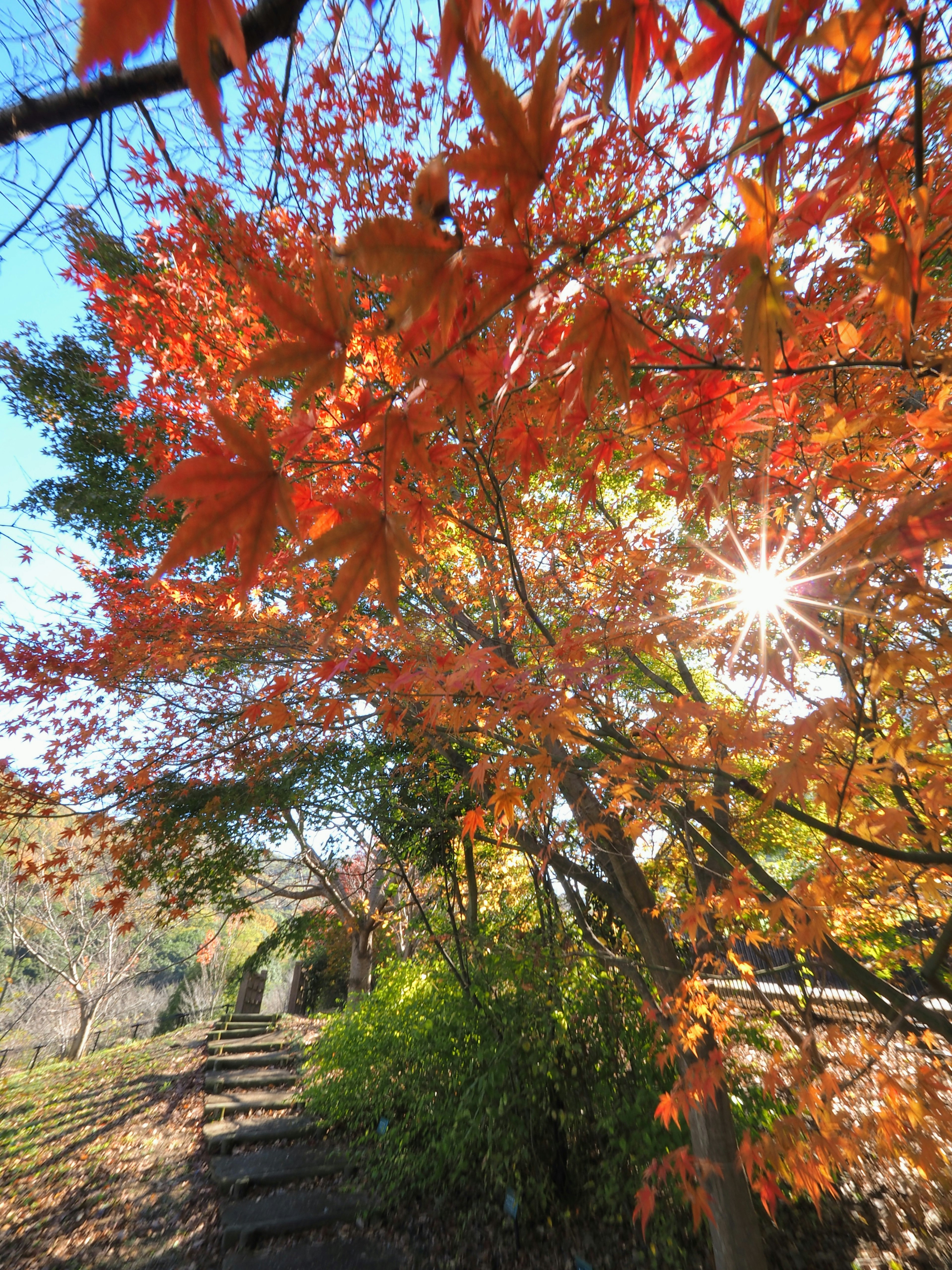 色鮮やかな紅葉の木と明るい太陽光が映える風景