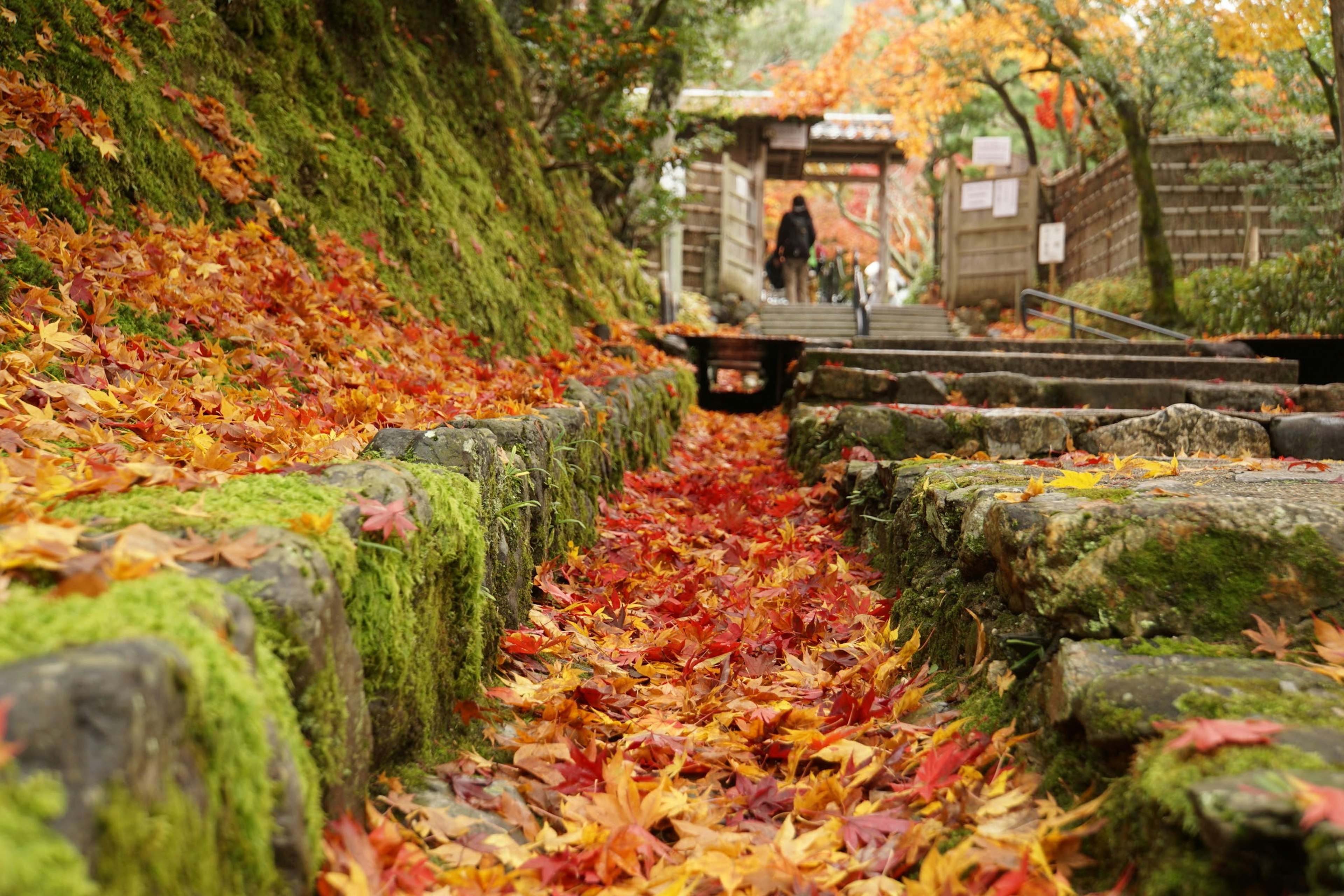 紅葉の落ち葉が敷き詰められた石の小道と苔むした石垣が見える