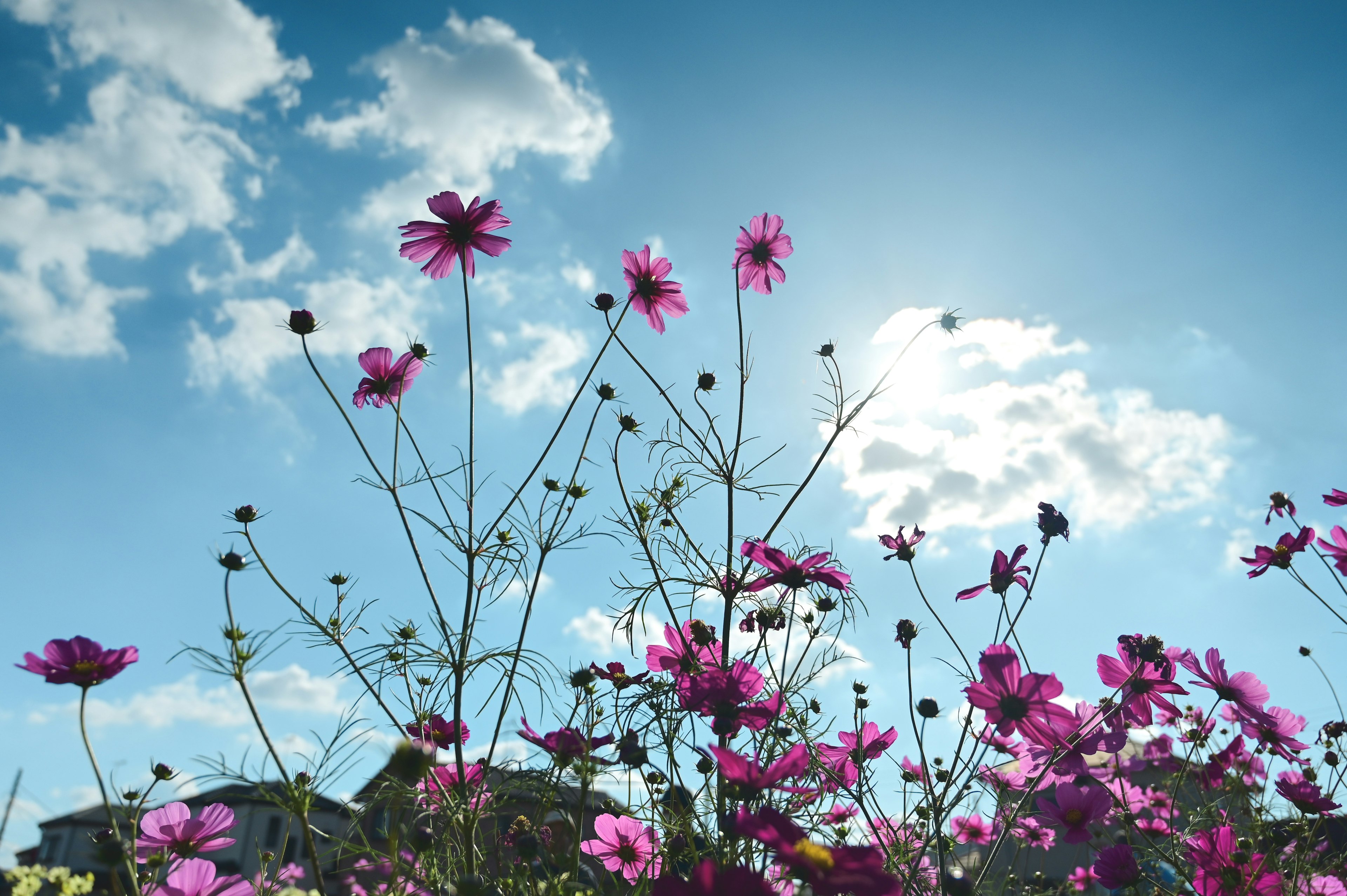 Grupo de flores rosas contra un cielo azul con nubes blancas